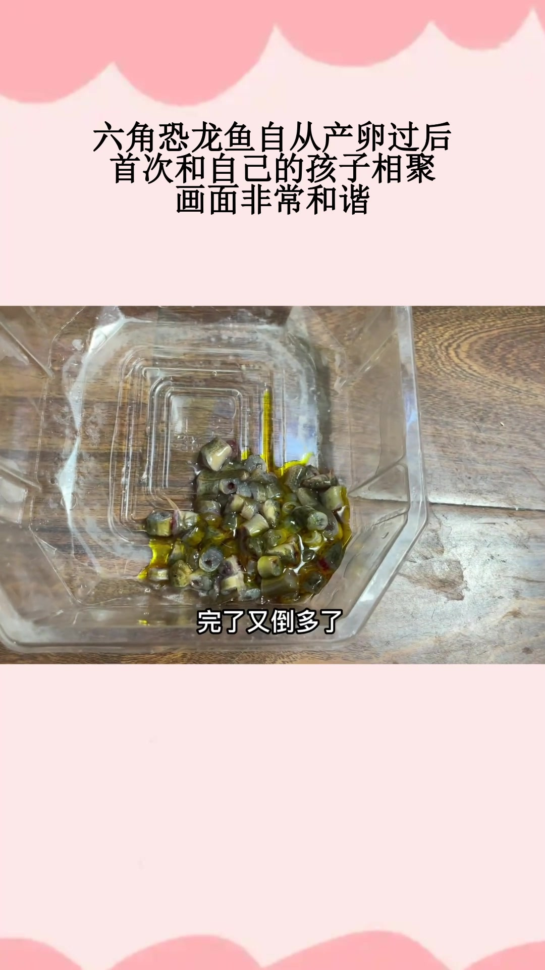 六角恐龙鱼自从产卵过后,首次和自己的孩子相聚,画面非常和谐
