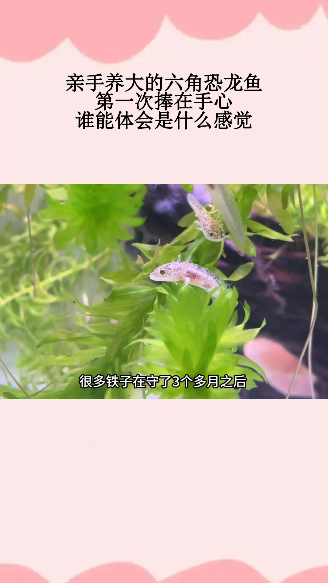 亲手养大的六角恐龙鱼,第一次捧在手心,谁能体会是什么感觉