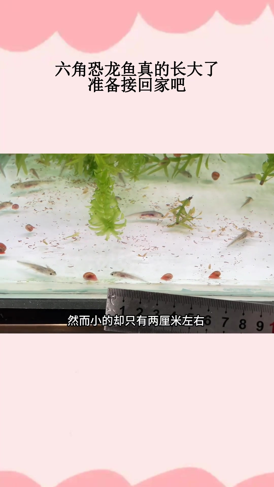 六角恐龙鱼真的长大了,准备接回家吧