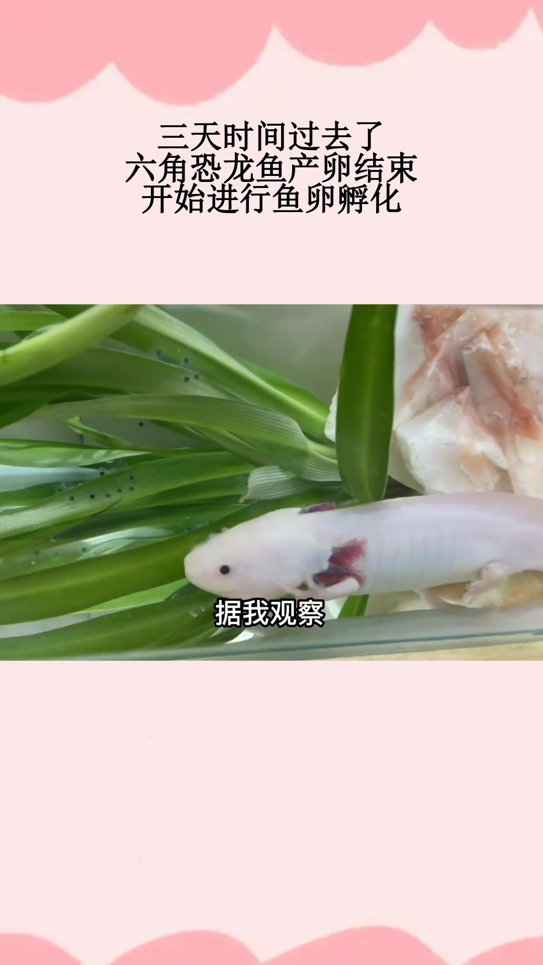 三天时间过去了,六角恐龙鱼产卵结束,开始进行鱼卵孵化