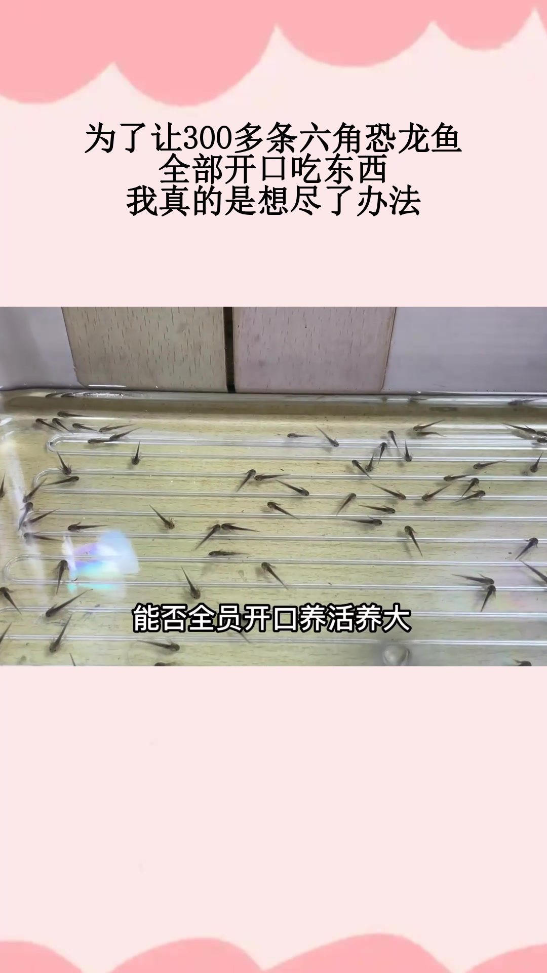 为了让300多条六角恐龙鱼,全部开口吃东西,我真的是想尽了办法