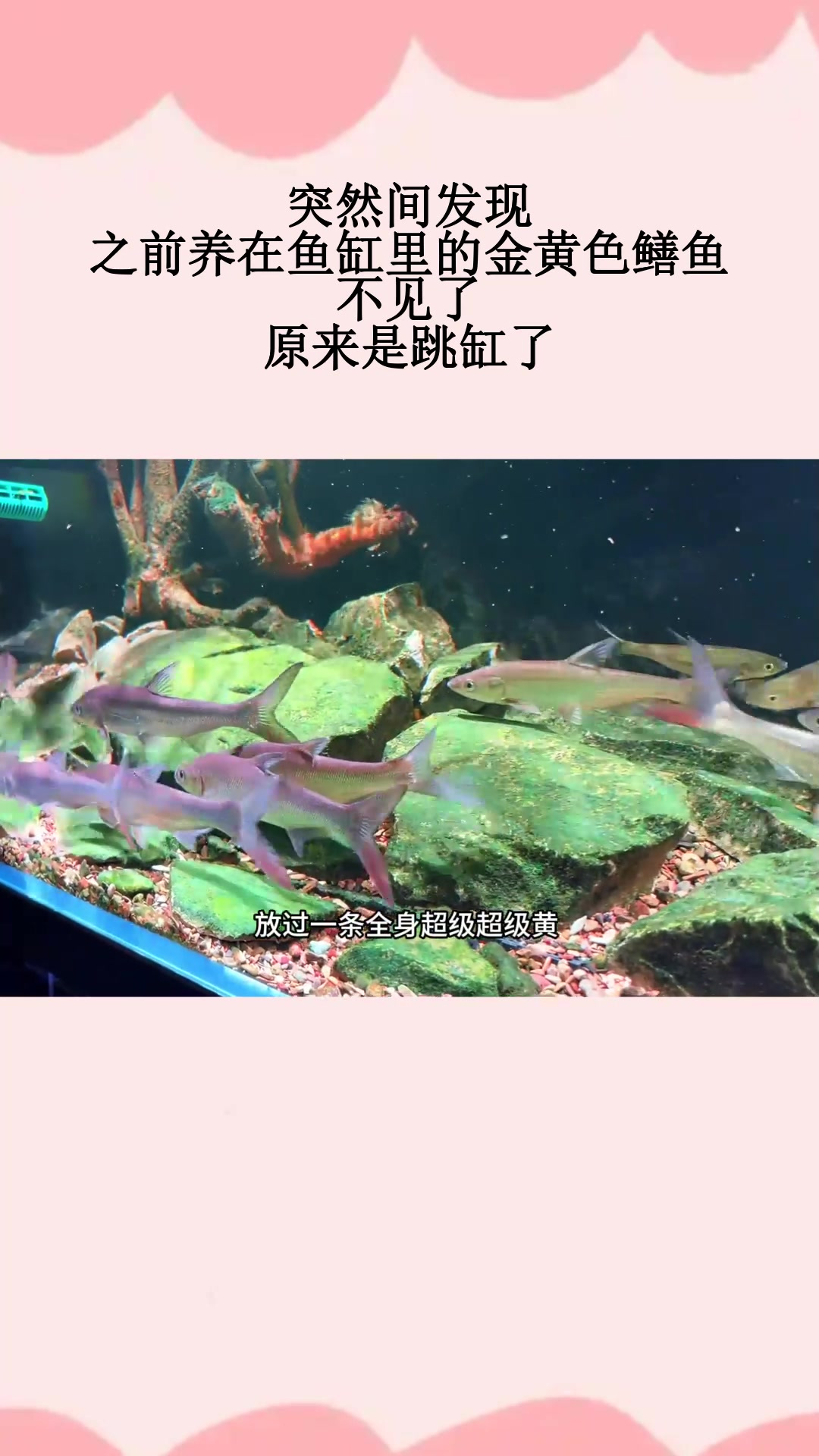 突然间发现,之前养在鱼缸里的金黄色鳝鱼不见了,原来是跳缸了