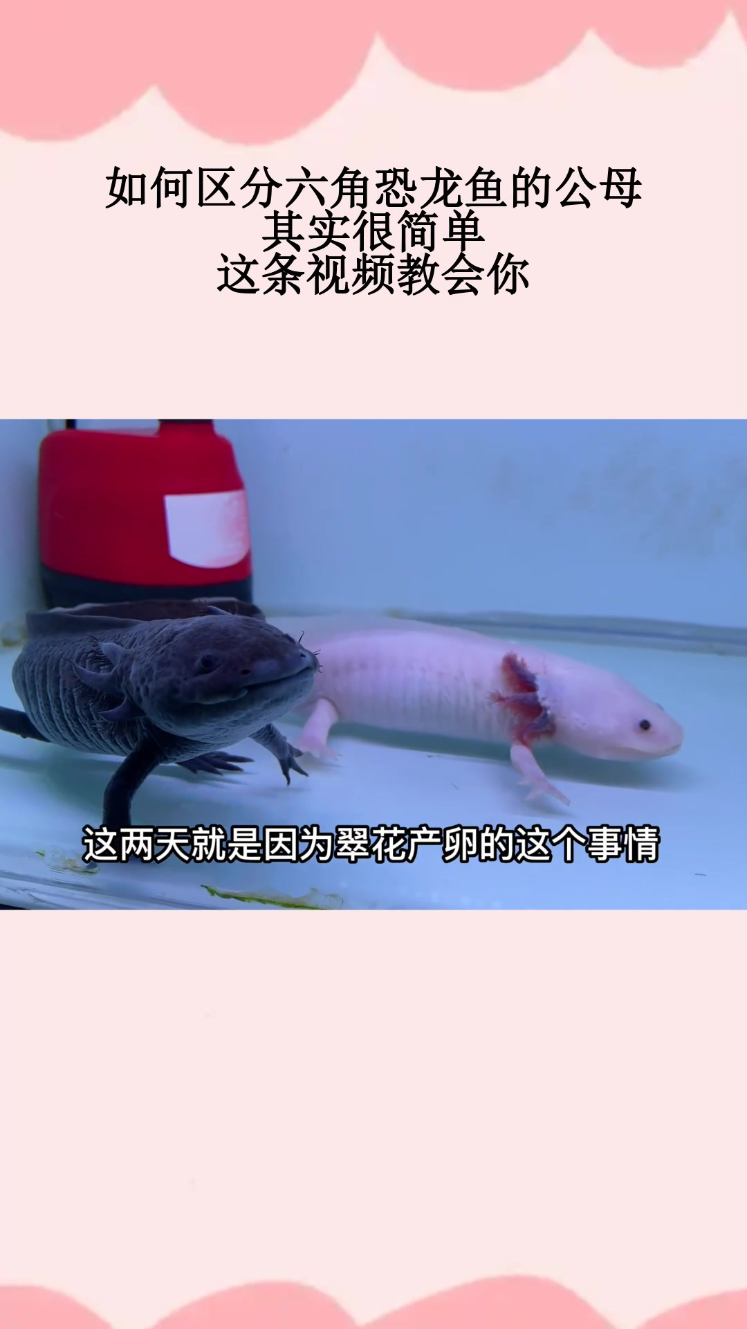 如何区分六角恐龙鱼的公母,其实很简单,这条视频教会你