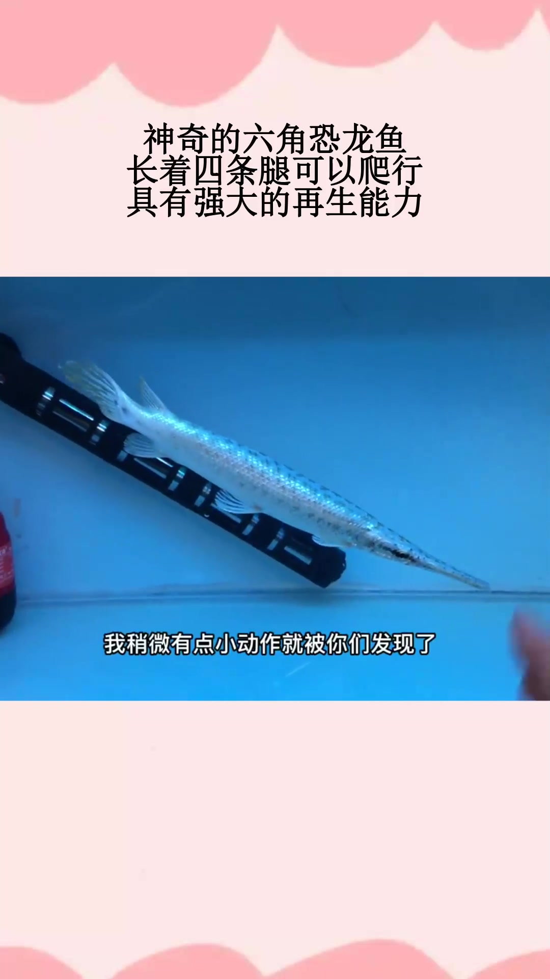 神奇的六角恐龙鱼,长着四条腿可以爬行,具有强大的再生能力