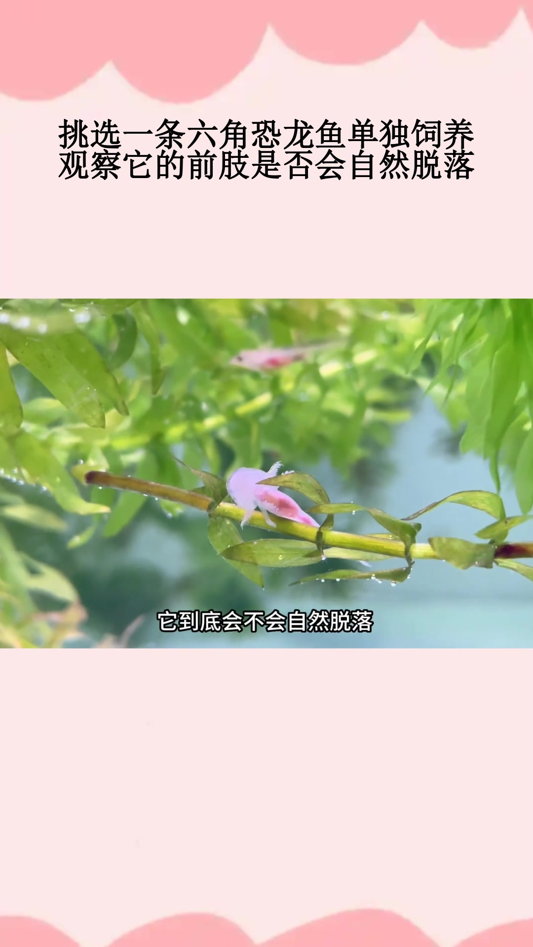 挑选一条六角恐龙鱼单独饲养,观察它的前肢是否会自然脱落