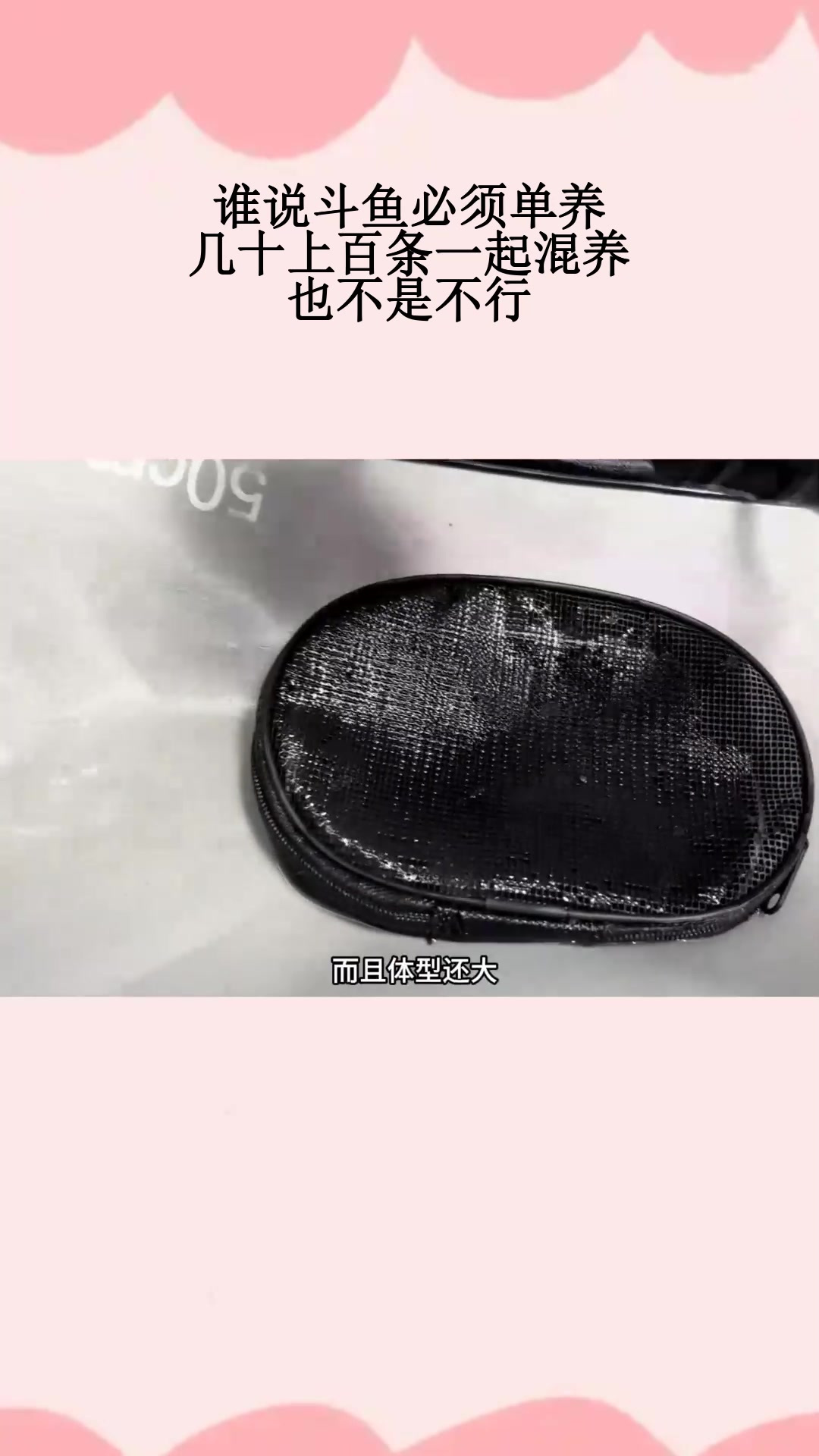 谁说斗鱼必须单养,几十上百条一起混养,也不是不行