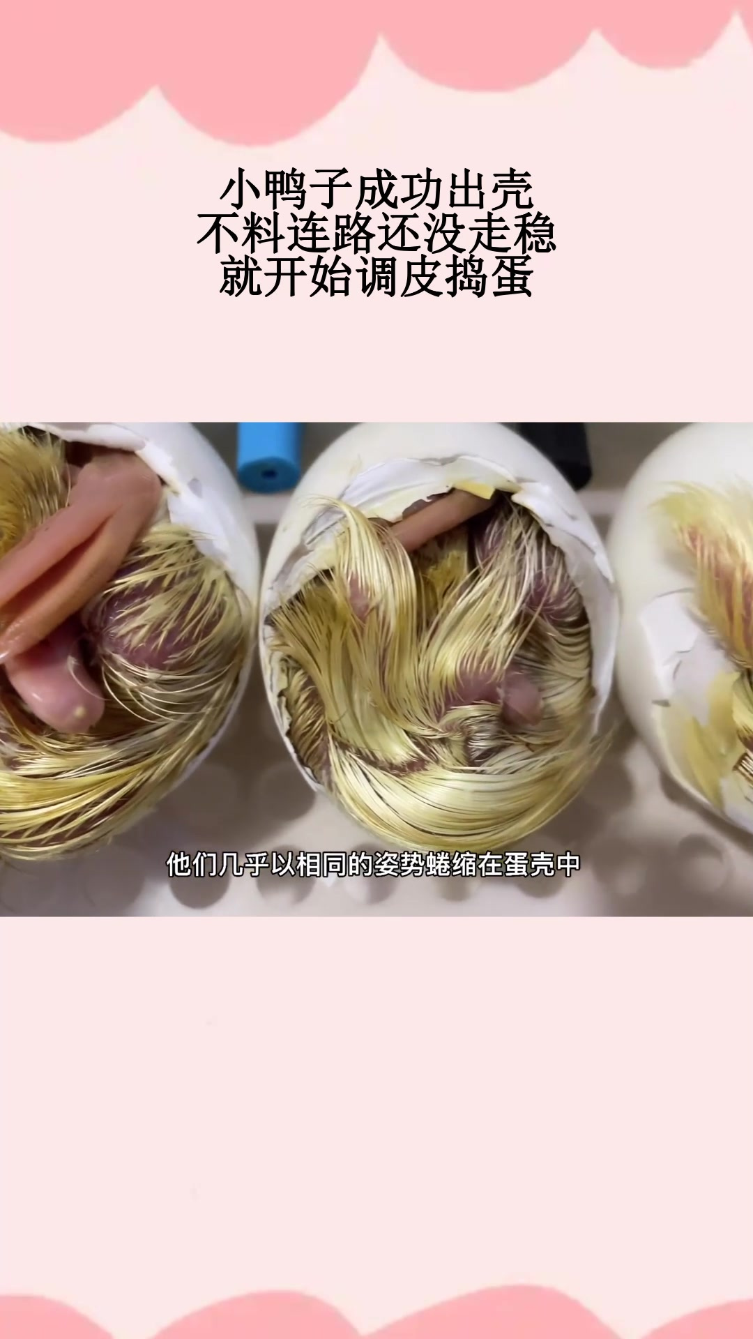 小鸭子成功出壳,不料连路还没走稳,就开始调皮捣蛋