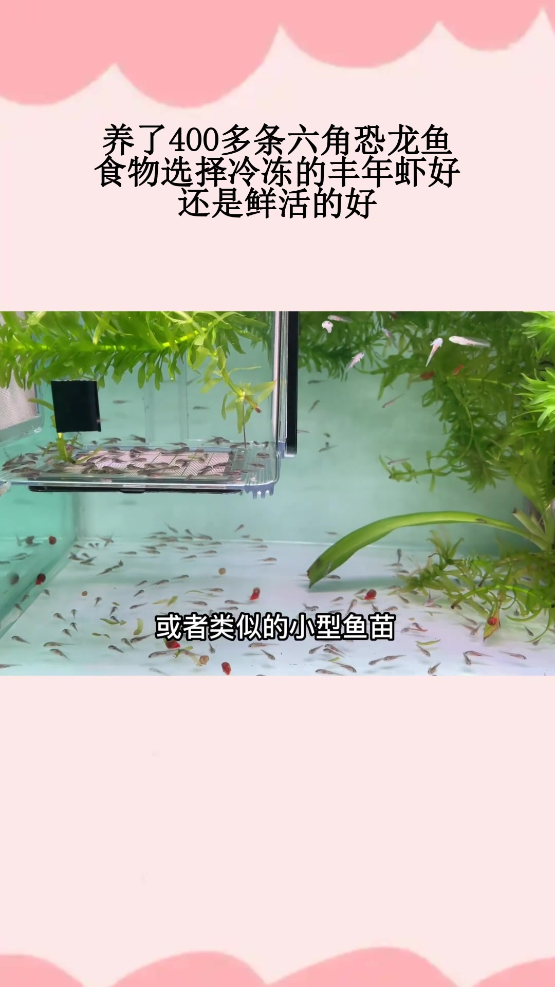 养了400多条六角恐龙鱼,食物选择冷冻的丰年虾好,还是鲜活的好