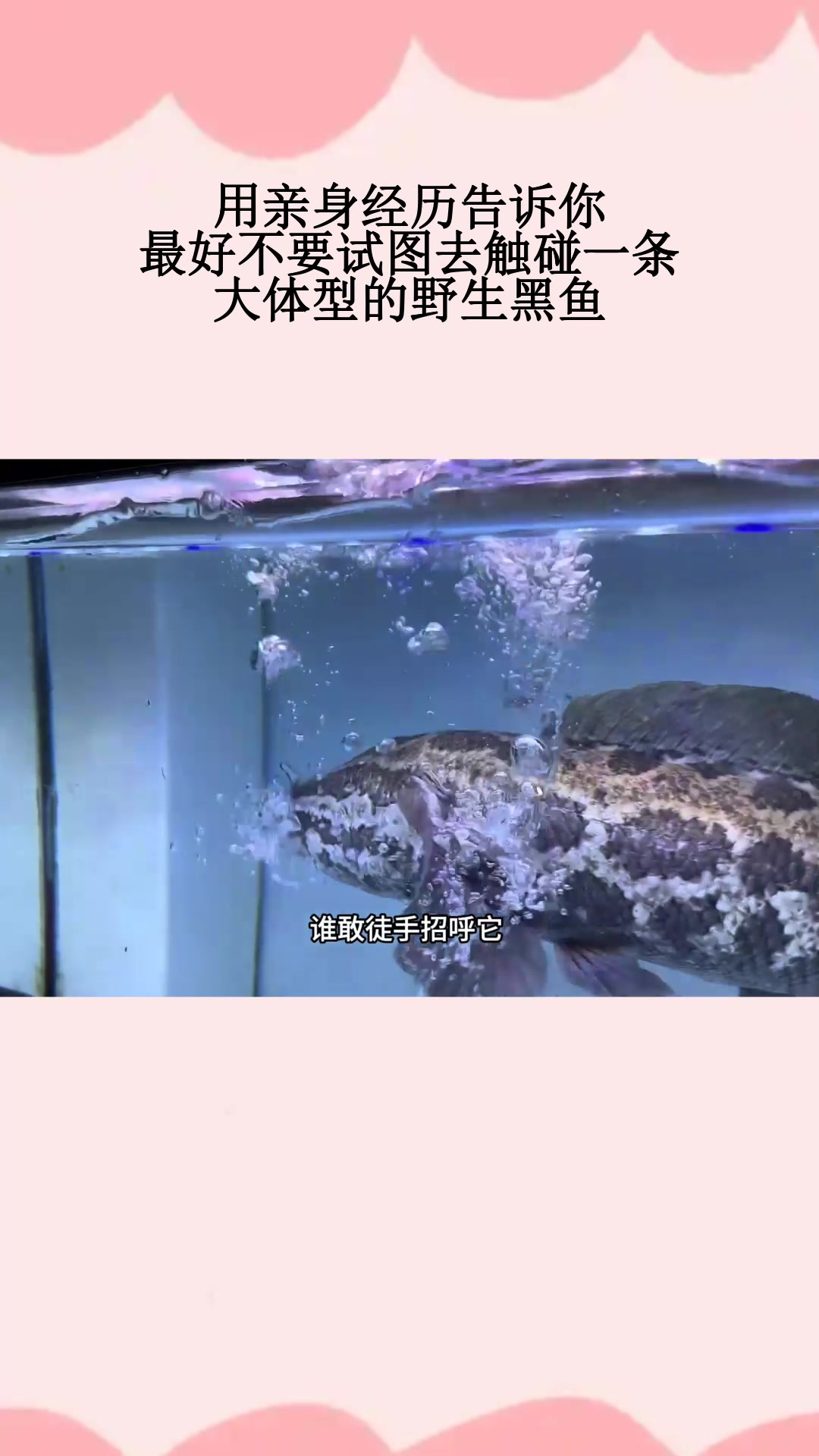 用亲身经历告诉你,最好不要试图去触碰一条,大体型的野生黑鱼