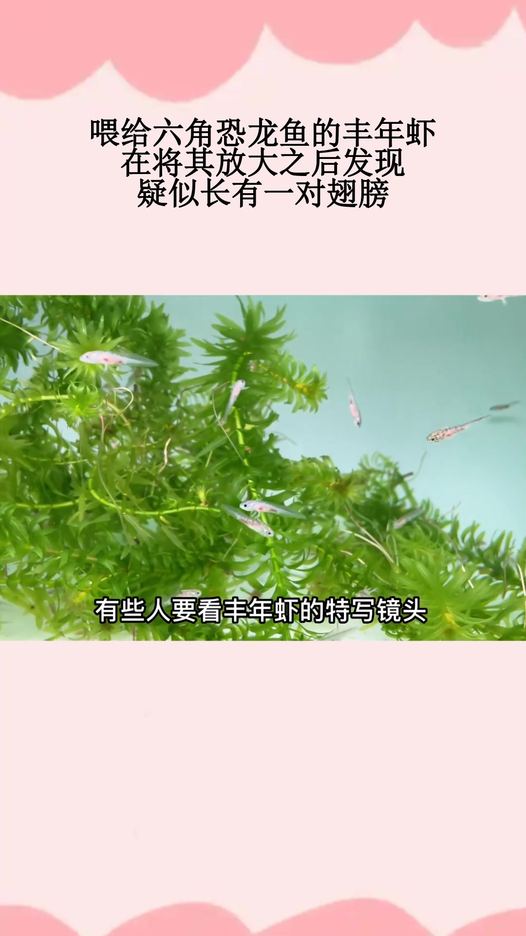 喂给六角恐龙鱼的丰年虾,在将其放大之后发现,疑似长有一对翅膀