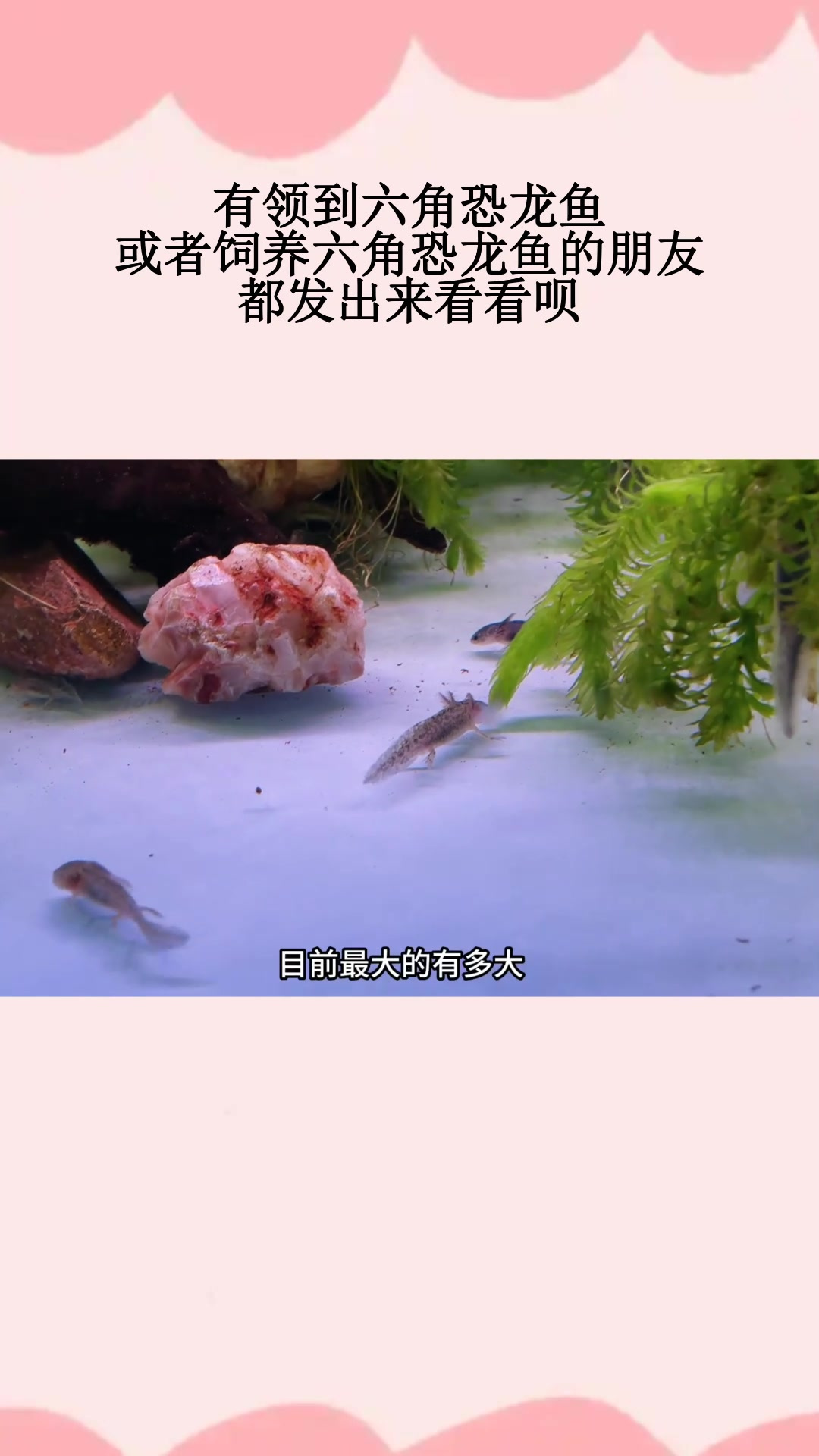 有领到六角恐龙鱼,或者饲养六角恐龙鱼的朋友,都发出来看看呗