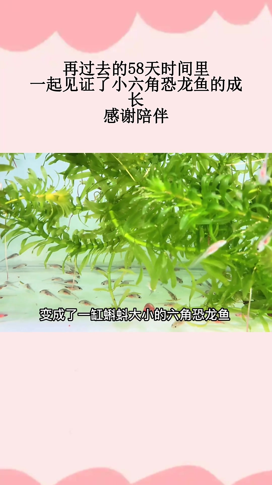 再过去的58天时间里,一起见证了小六角恐龙鱼的成长,感谢陪伴