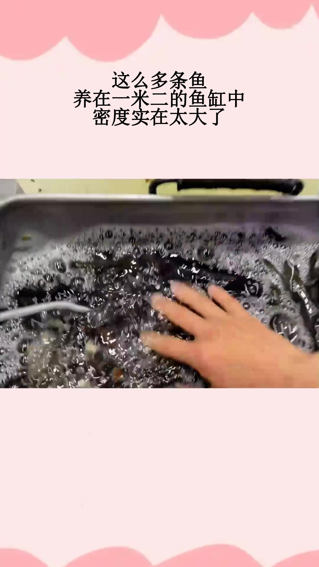 这么多条鱼,养在一米二的鱼缸中,密度实在太大了