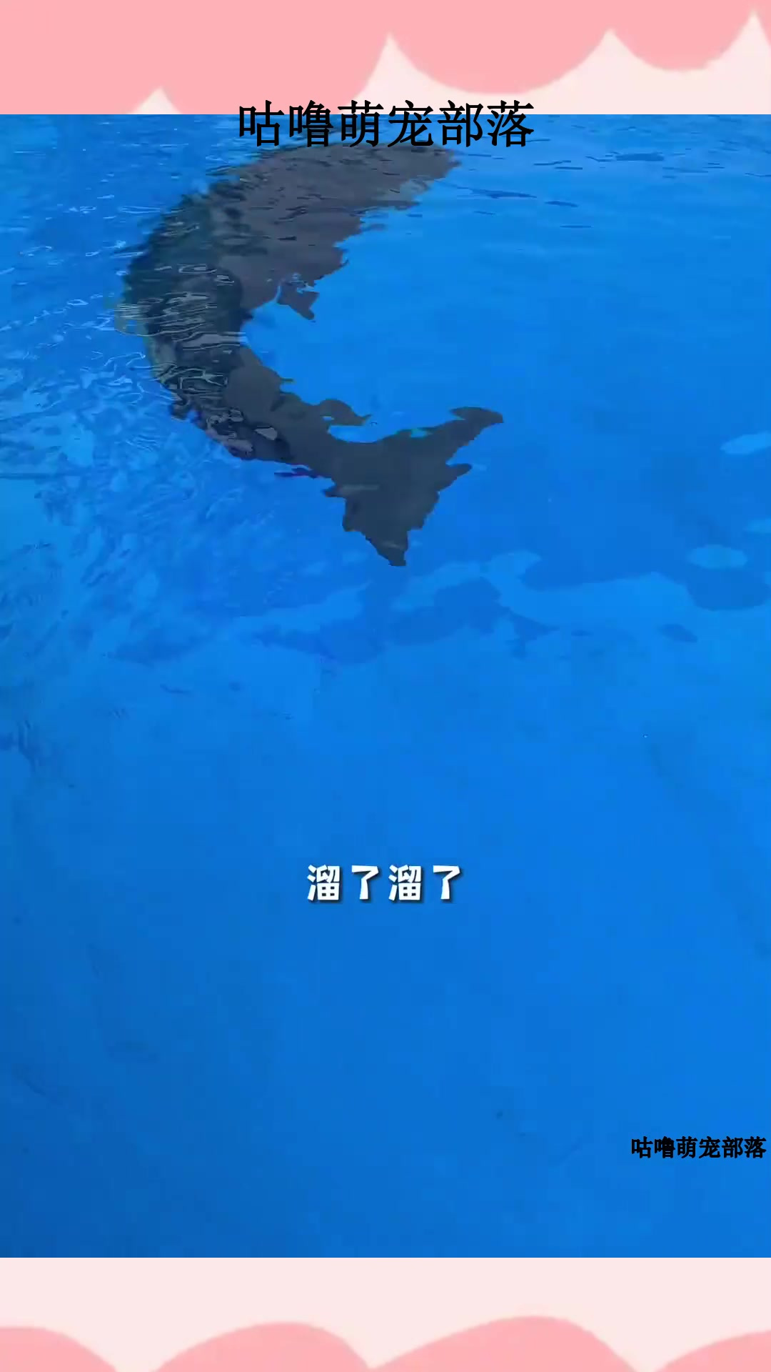 前方高萌,虎鲸宝宝我长牙齿啦!快来快来数一数二四六七八~评论