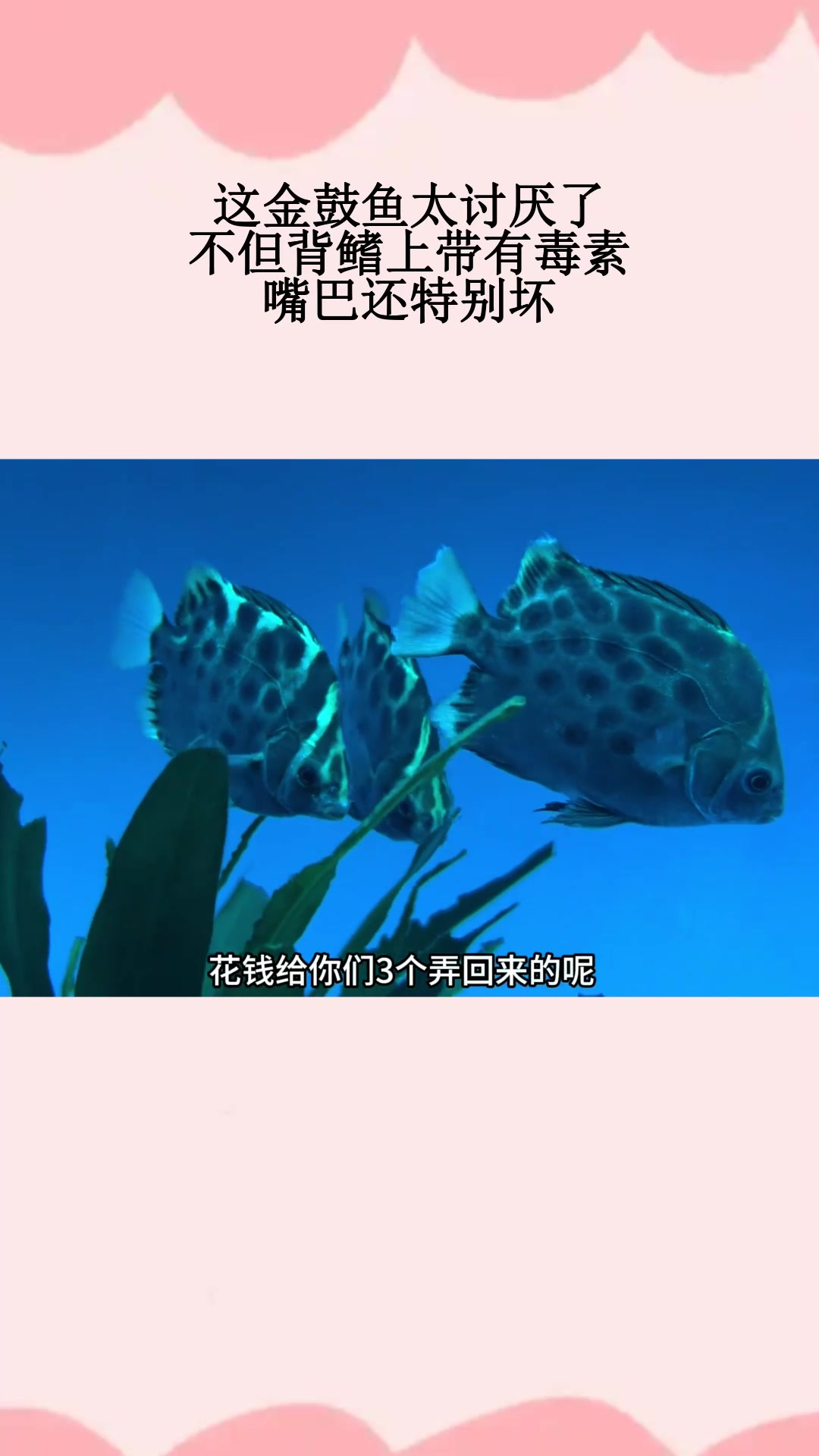 这金鼓鱼太讨厌了,不但背鳍上带有毒素,嘴巴还特别坏