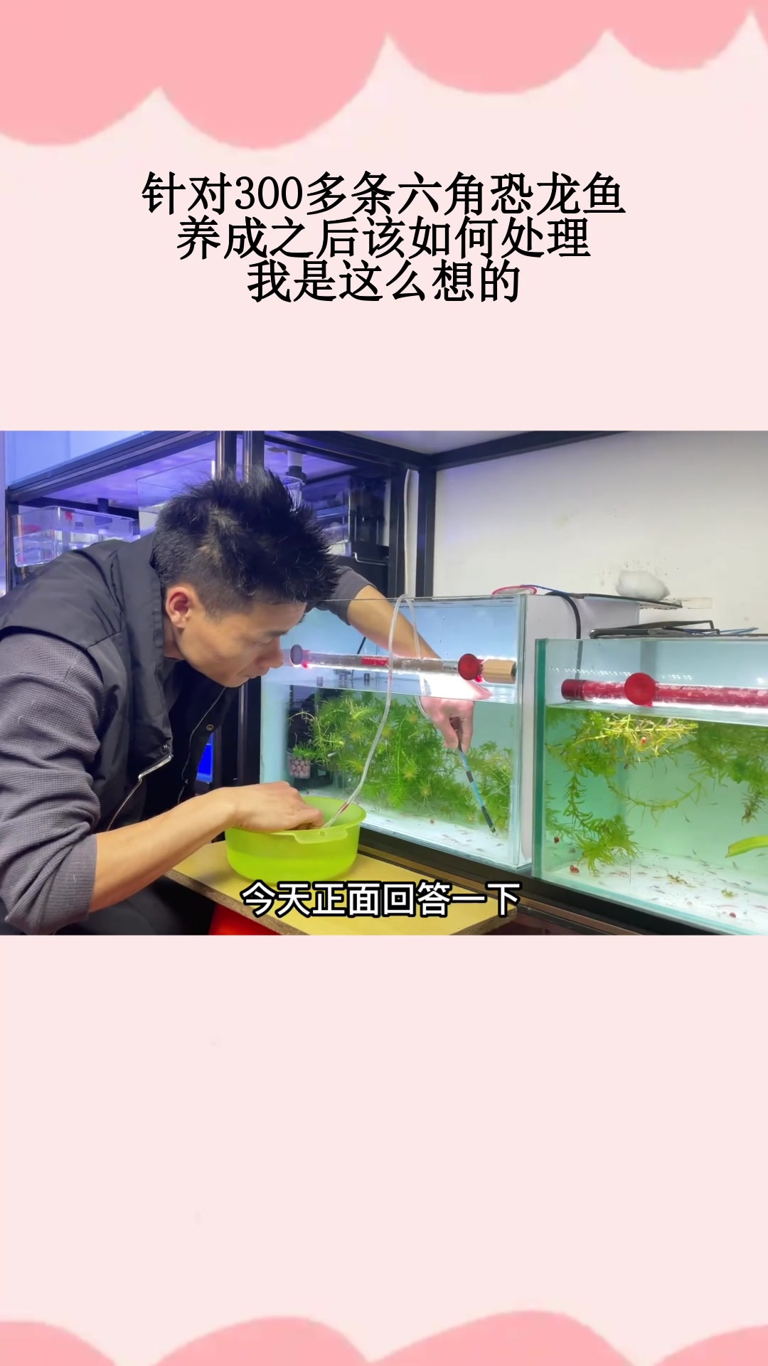 针对300多条六角恐龙鱼,养成之后该如何处理,我是这么想的