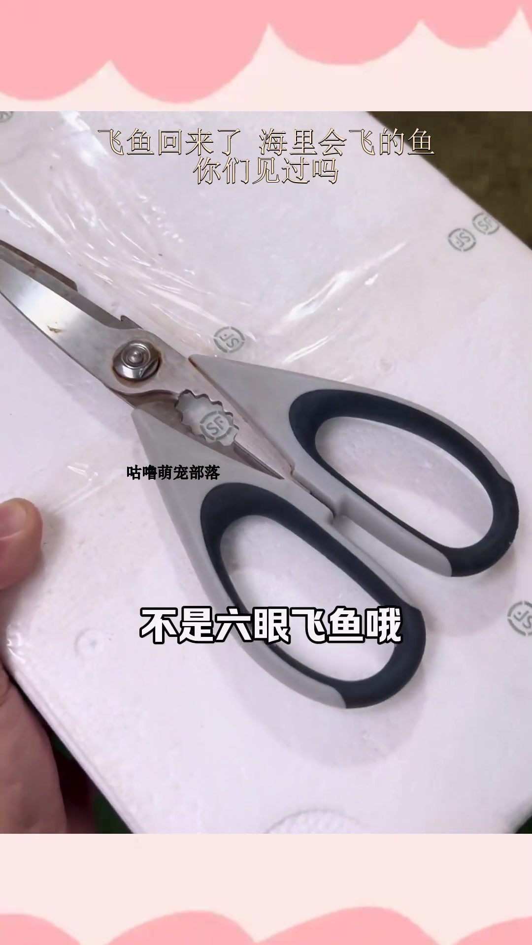 飞鱼回来了 海里会飞的鱼,你们见过吗