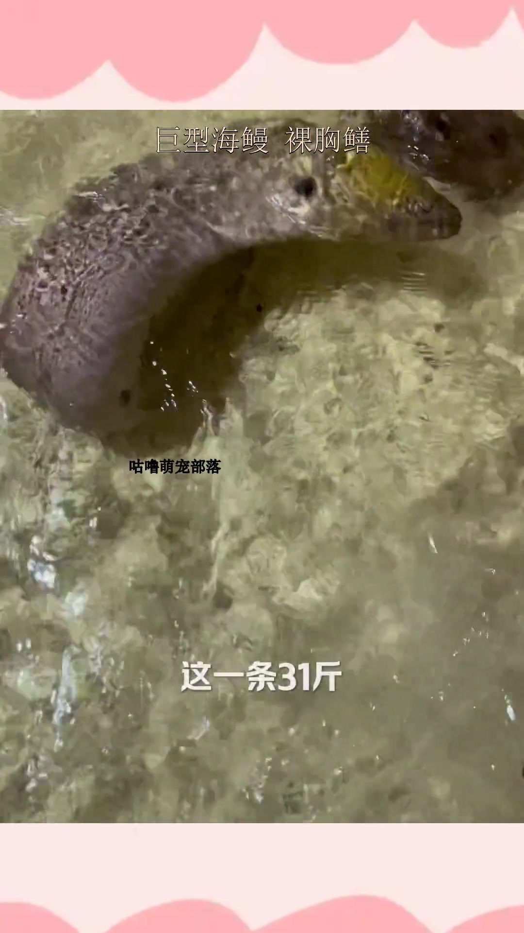 巨型海鳗 裸胸鳝