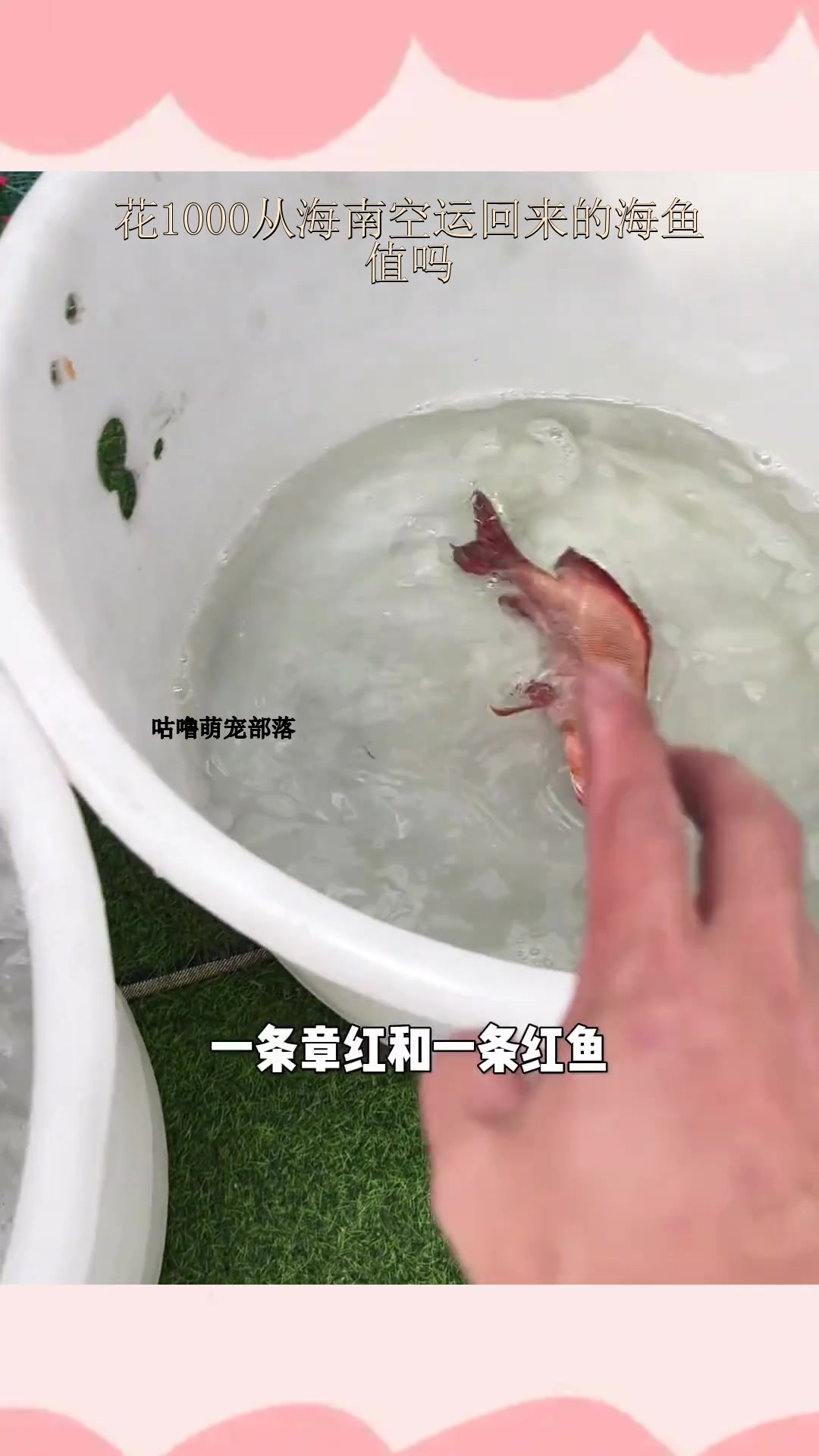 花1000从海南空运回来的海鱼,值吗?