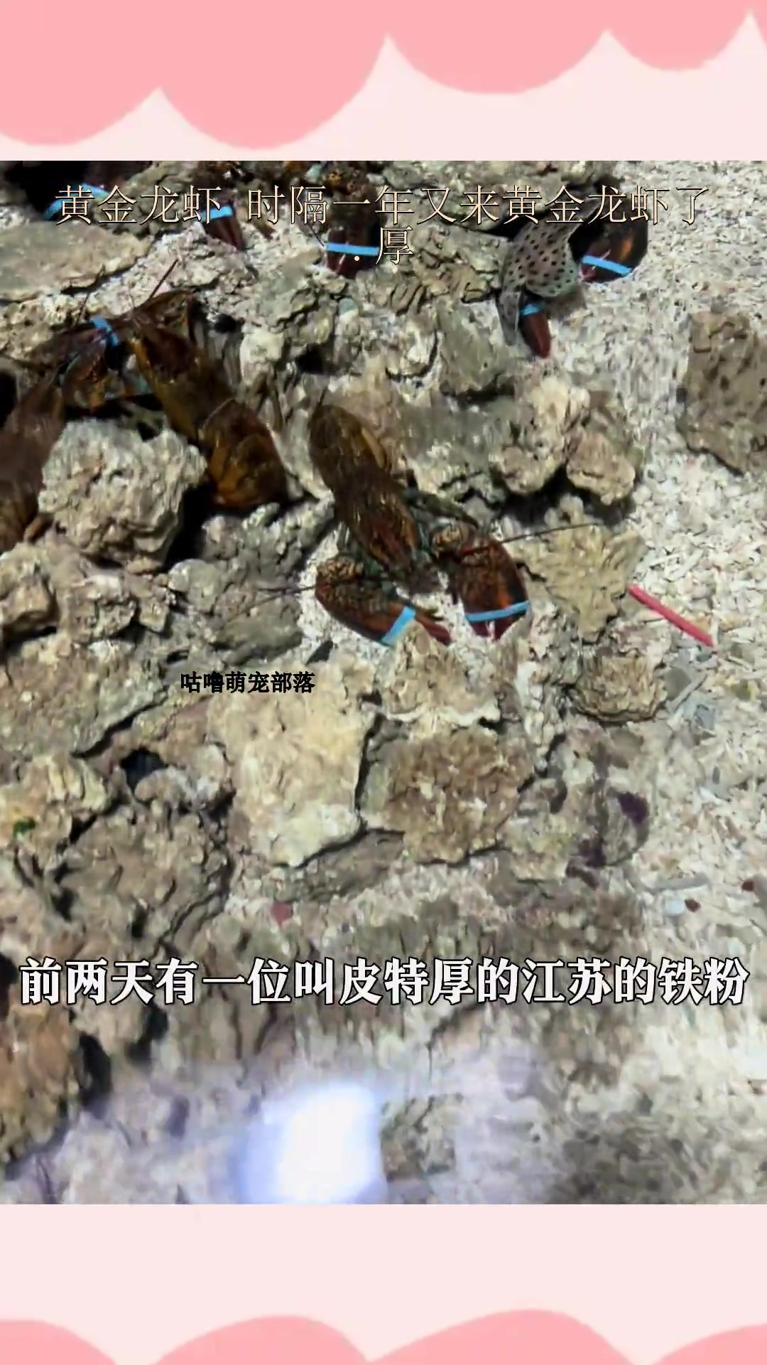 黄金龙虾 时隔一年又来黄金龙虾了 .厚