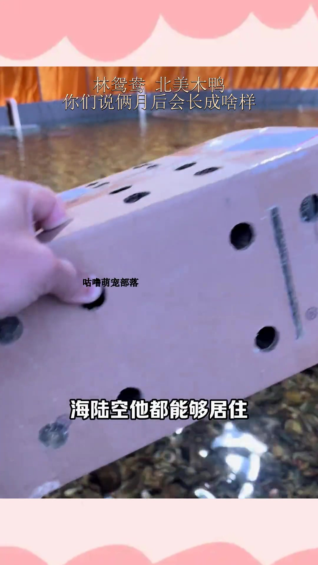 林鸳鸯 北美木鸭,你们说俩月后会长成啥样?