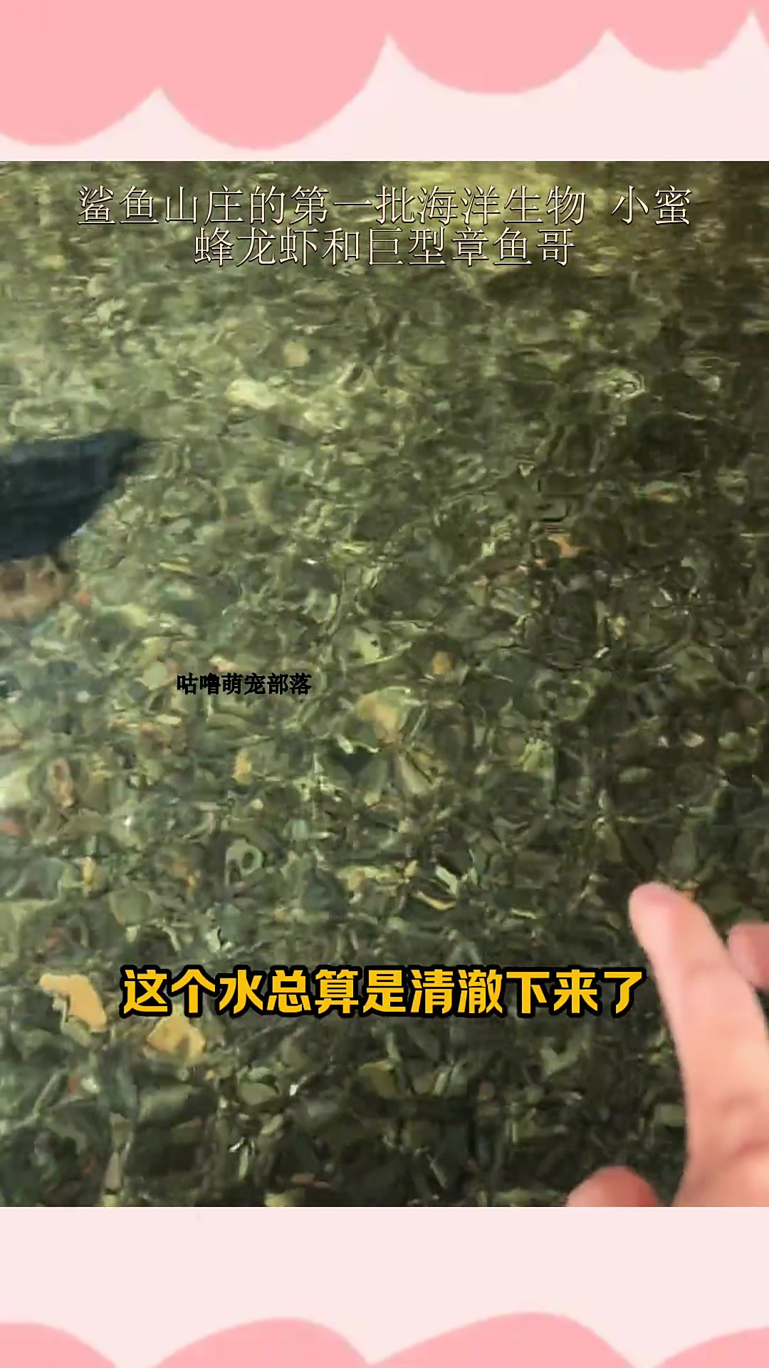 鲨鱼山庄的第一批海洋生物 小蜜蜂龙虾和巨型章鱼哥