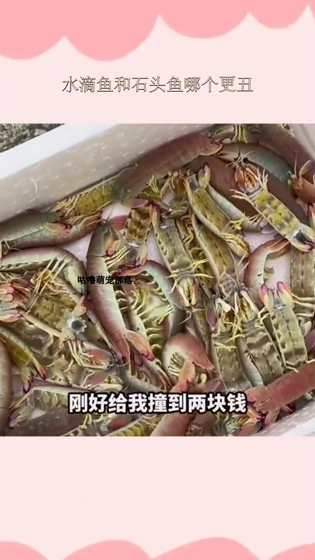水滴鱼和石头鱼哪个更丑?