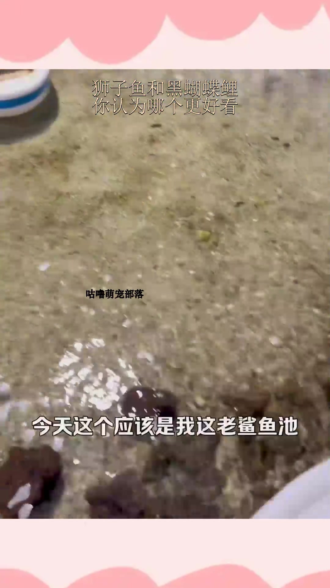 狮子鱼和黑蝴蝶鲤,你认为哪个更好看?