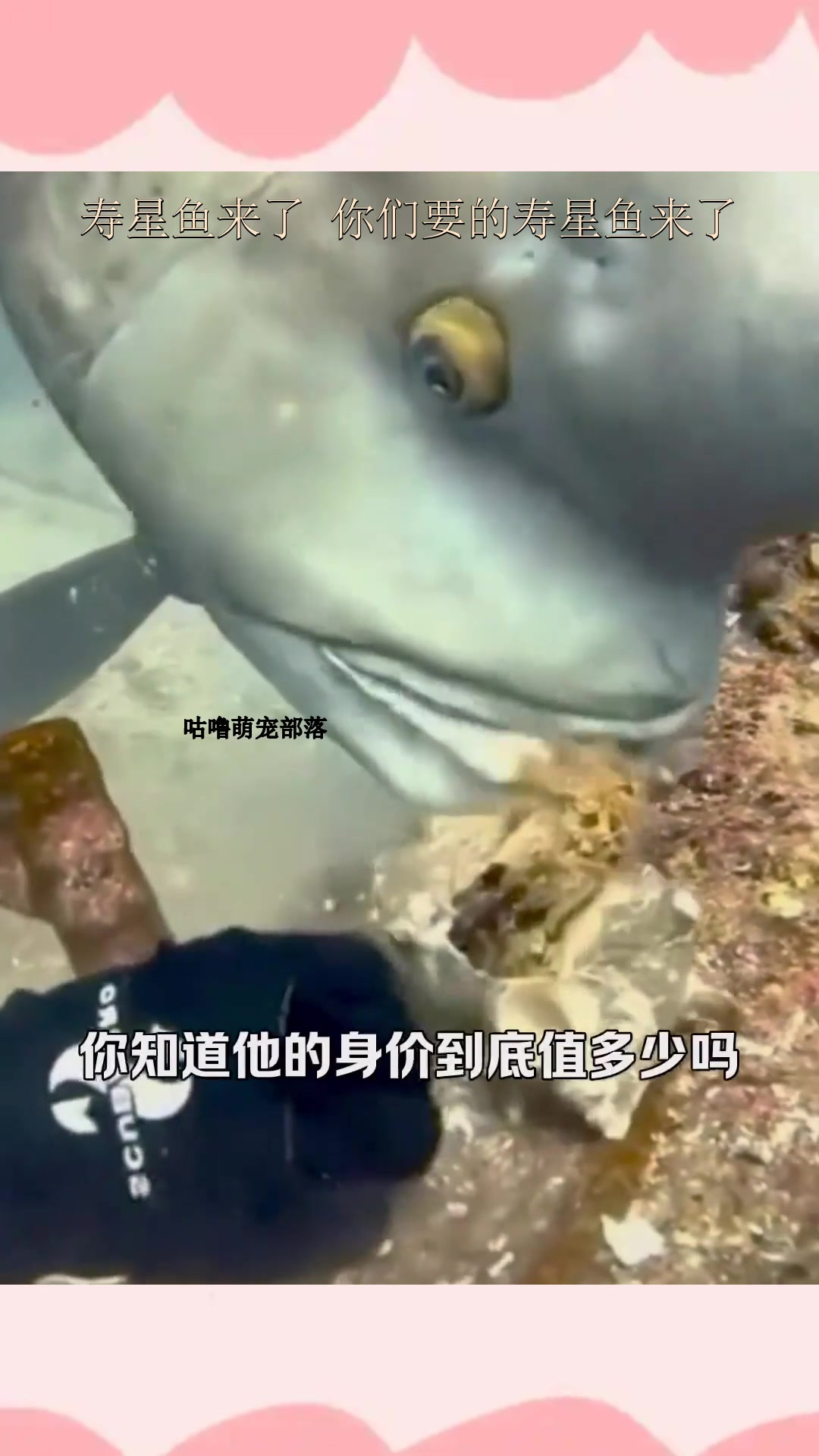 寿星鱼来了 你们要的寿星鱼来了