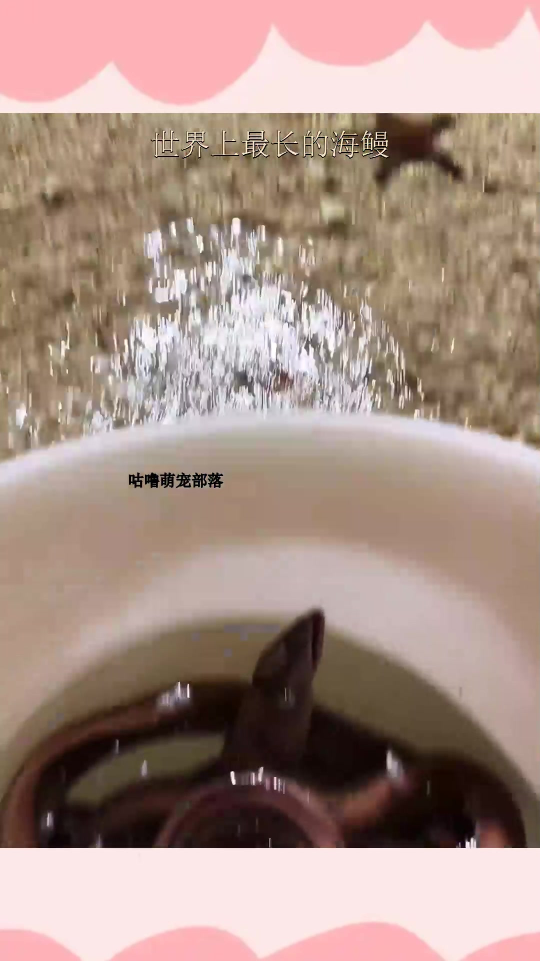 世界上最长的海鳗