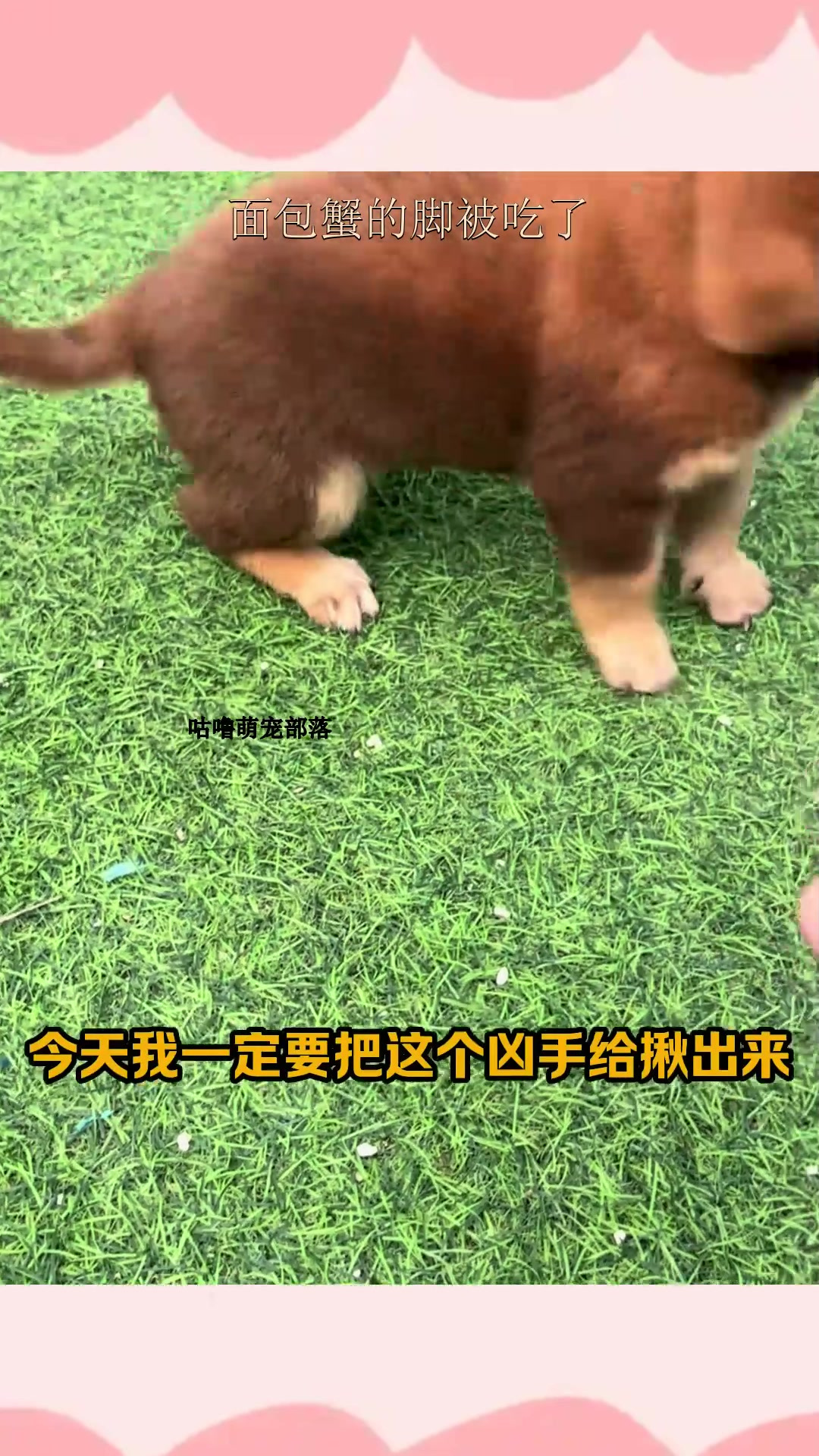 面包蟹的脚被吃了