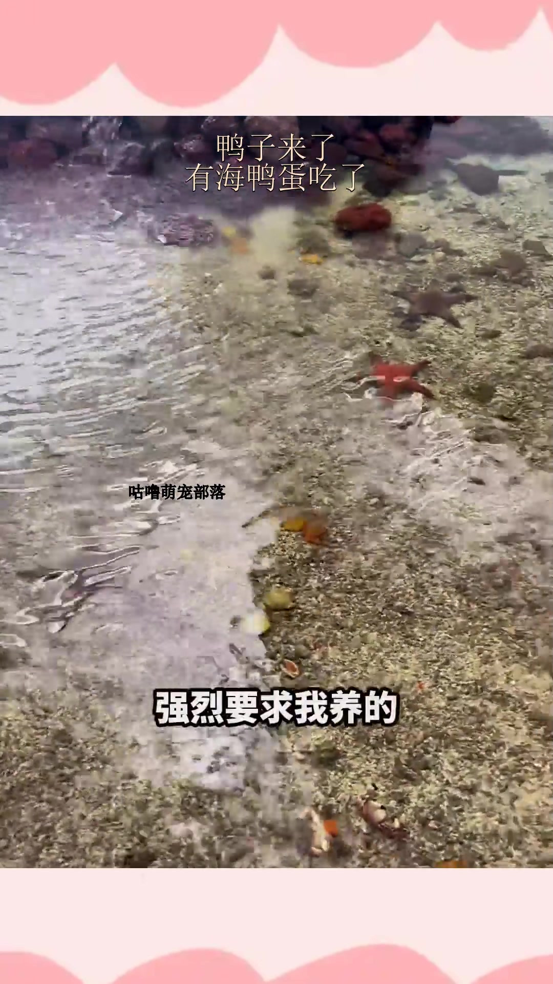 鸭子来了,有海鸭蛋吃了