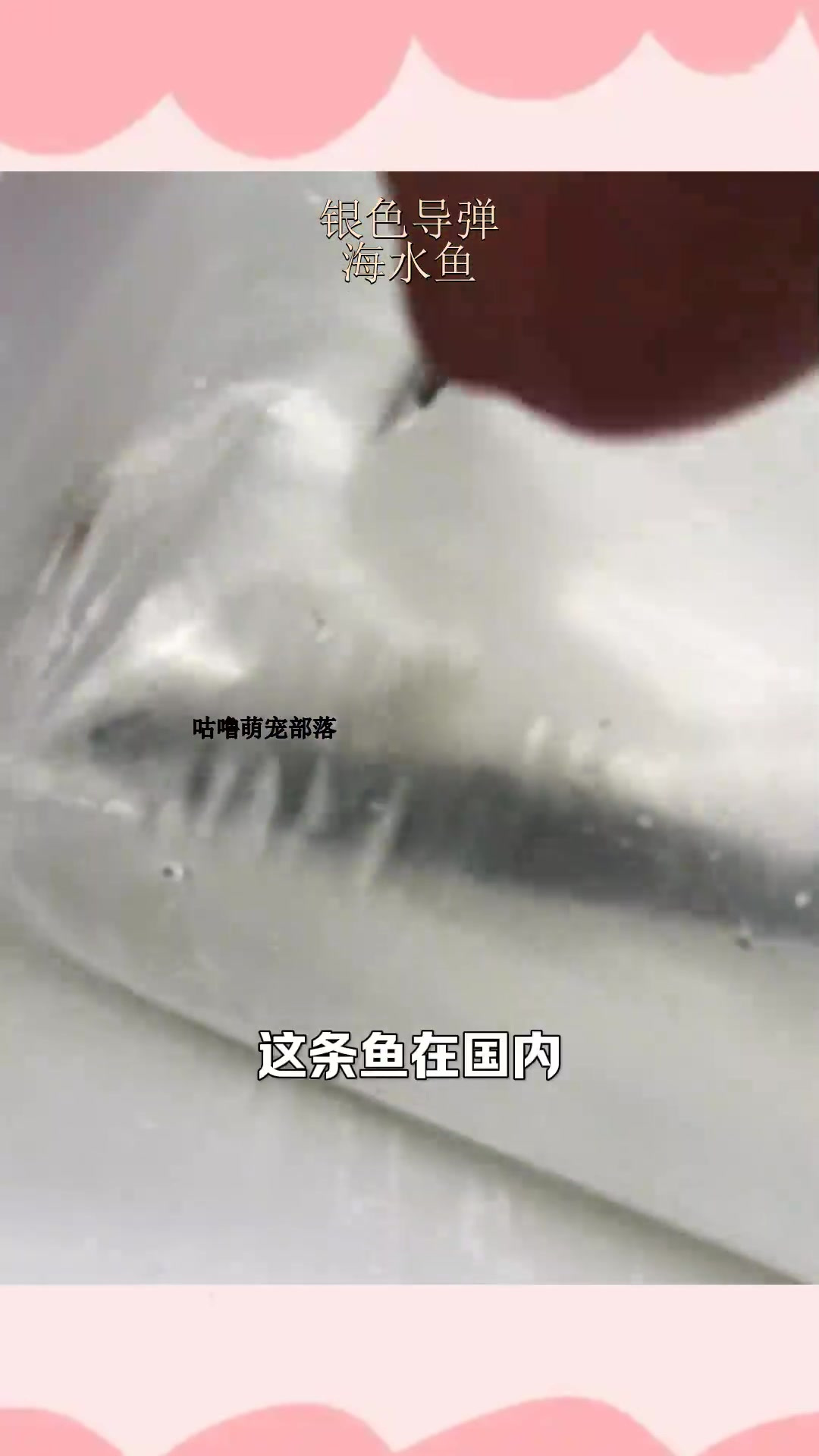 银色导弹,海水鱼