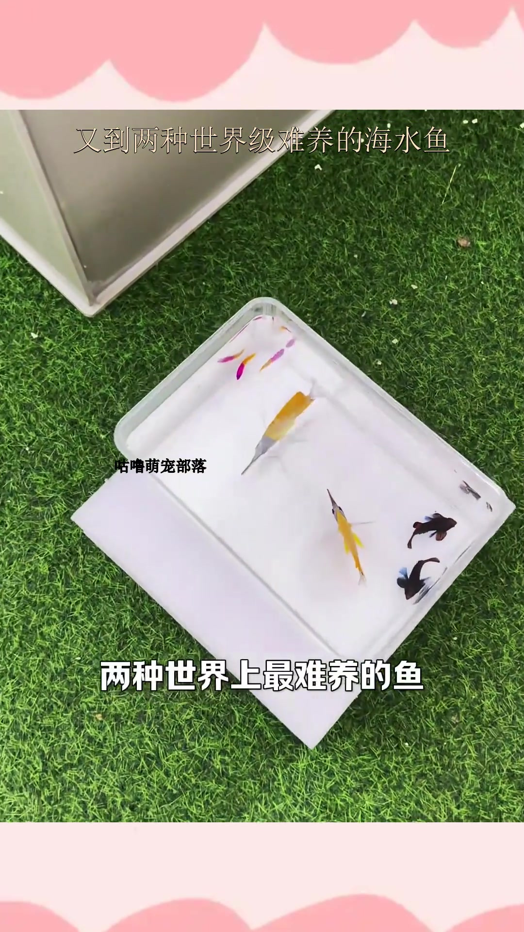 又到两种世界级难养的海水鱼