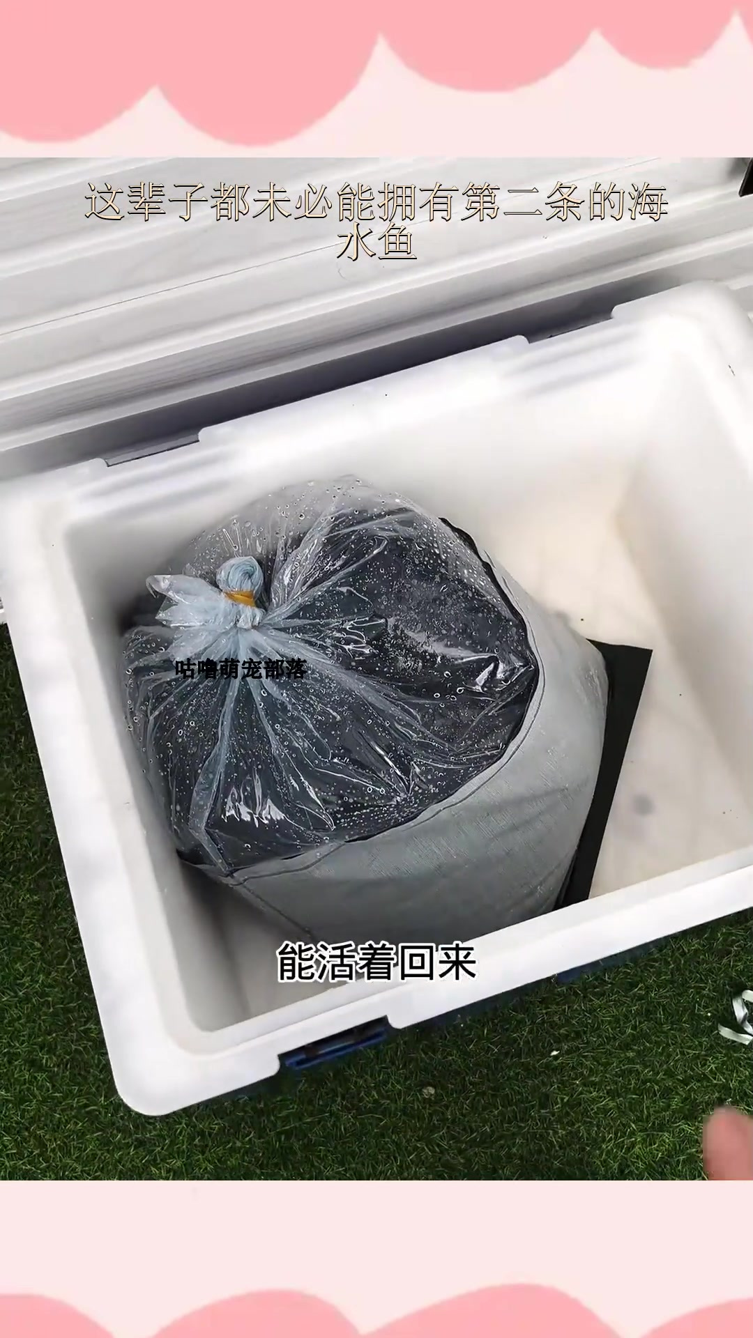 这辈子都未必能拥有第二条的海水鱼