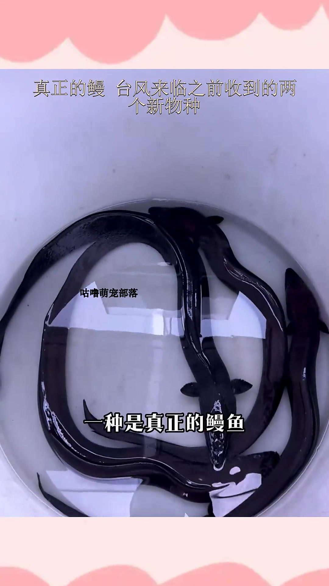 真正的鳗 台风来临之前收到的两个新物种
