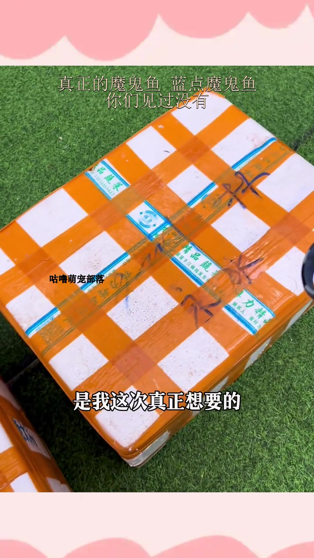 真正的魔鬼鱼 蓝点魔鬼鱼,你们见过没有?