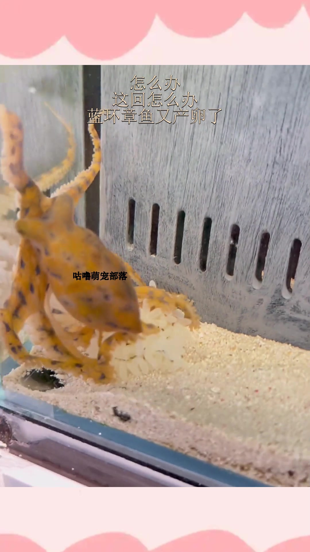 怎么办?这回怎么办?蓝环章鱼又产卵了
