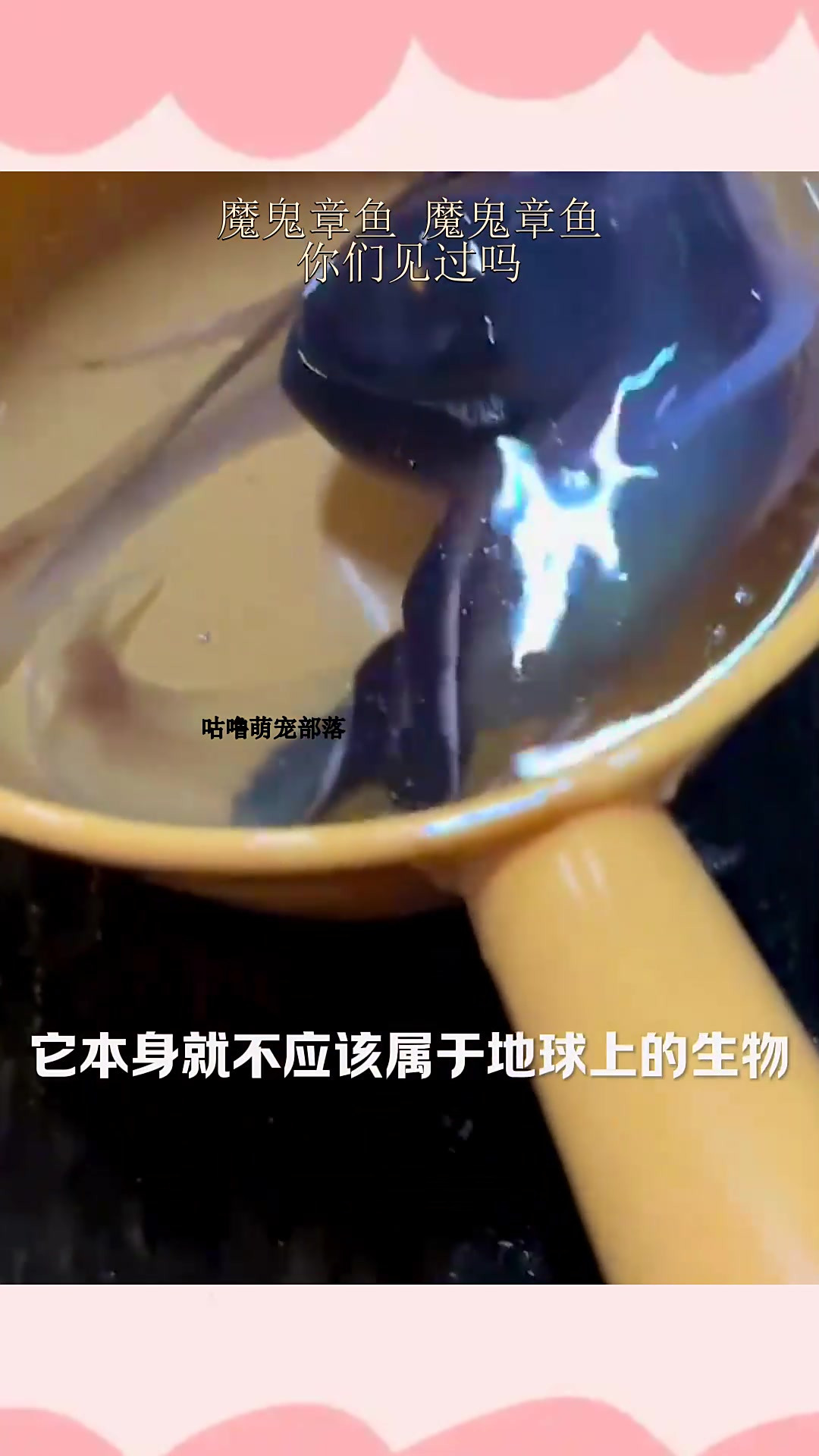 魔鬼章鱼 魔鬼章鱼,你们见过吗