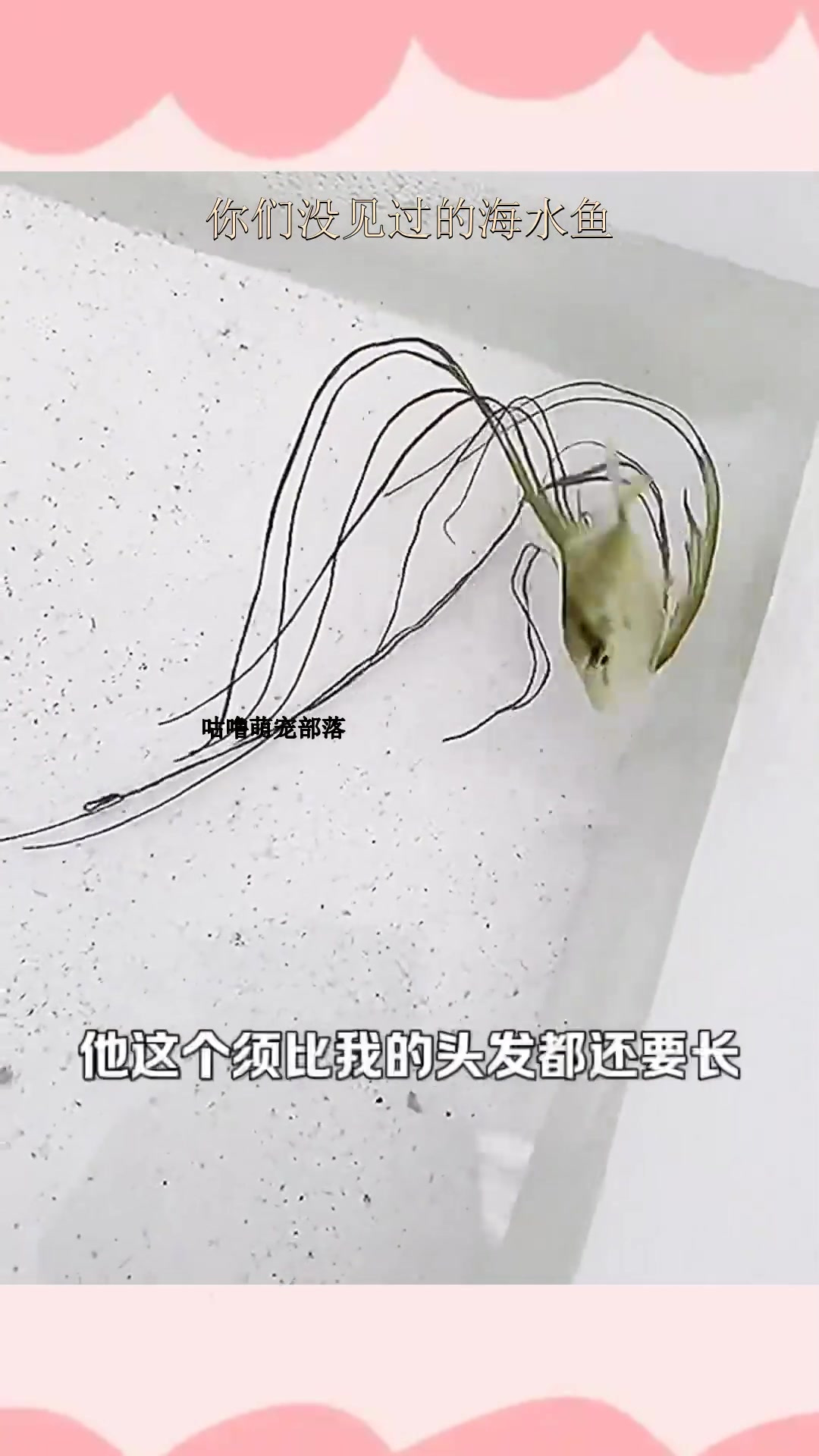 你们没见过的海水鱼