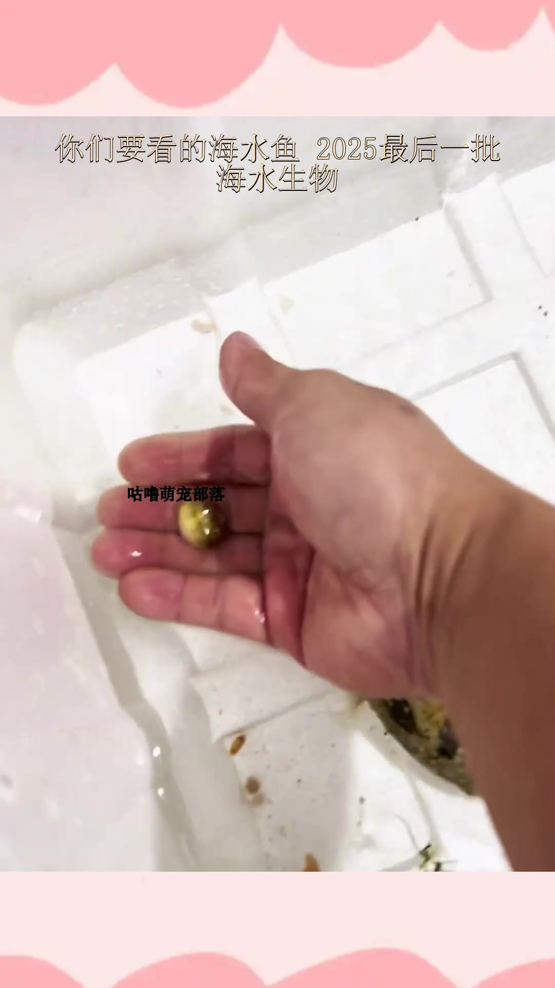 你们要看的海水鱼 2025最后一批海水生物