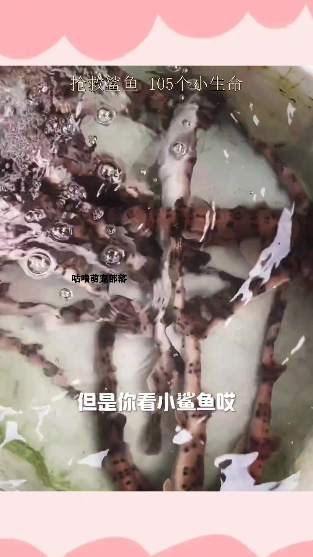 抢救鲨鱼 105个小生命