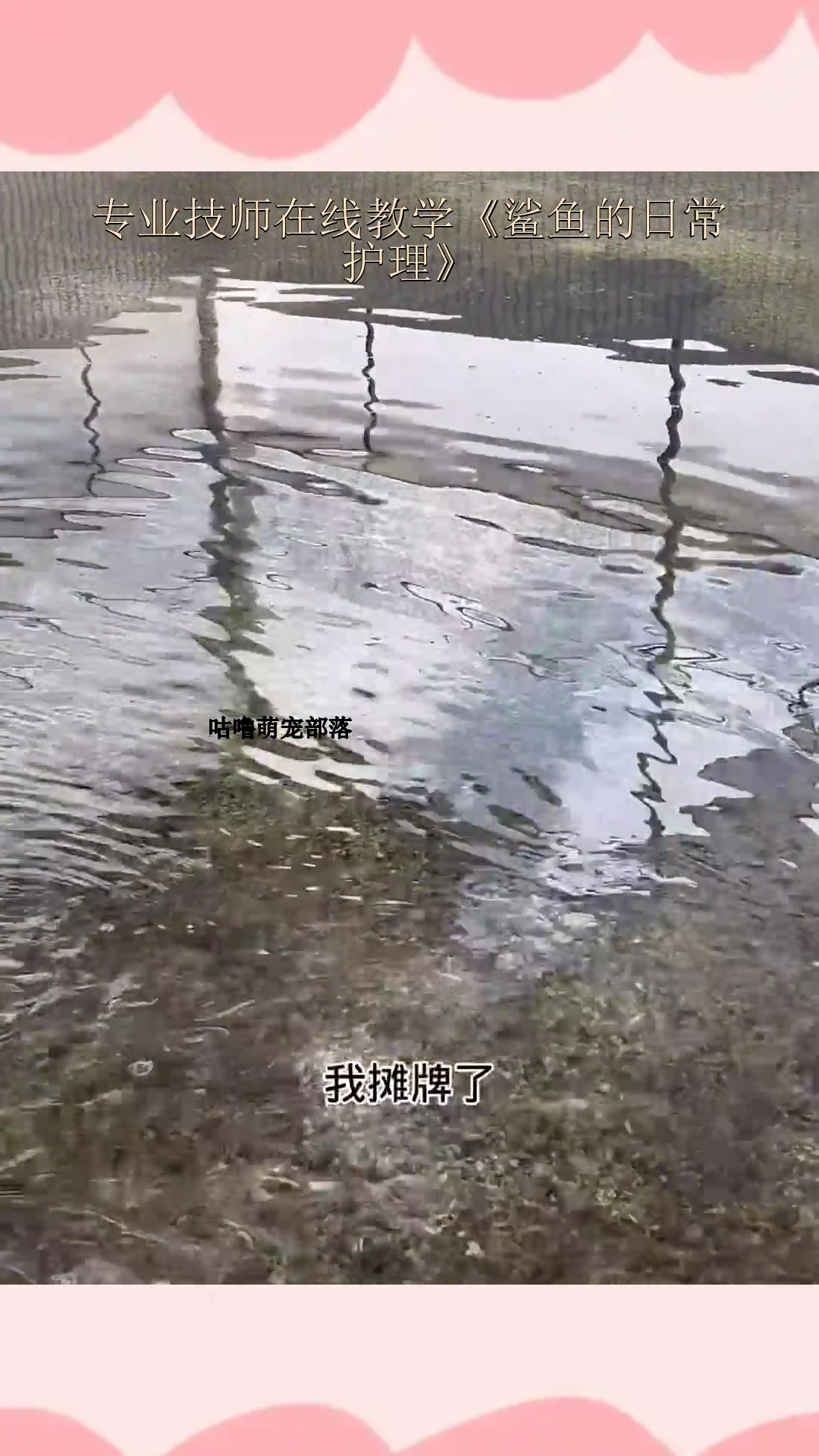 专业技师在线教学《鲨鱼的日常护理》