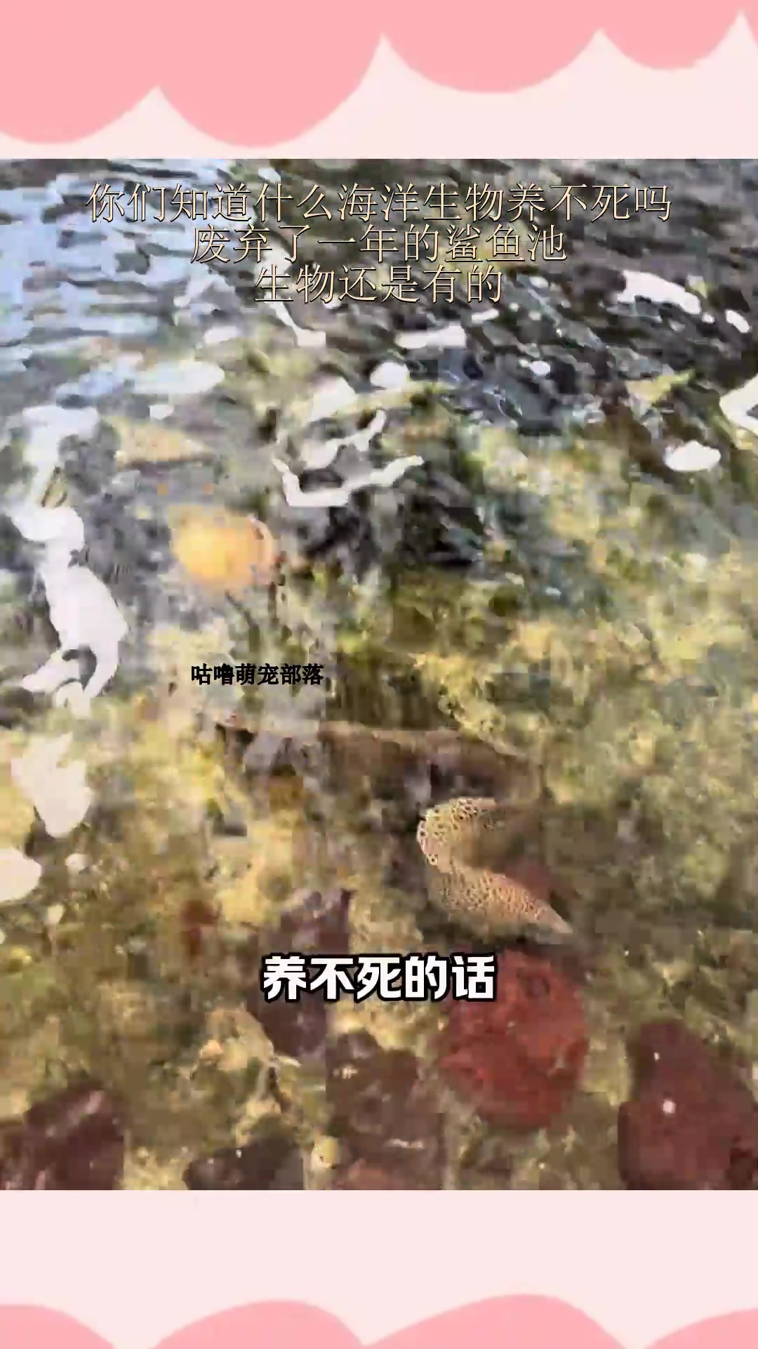你们知道什么海洋生物养不死吗 废弃了一年的鲨鱼池,生物还是有