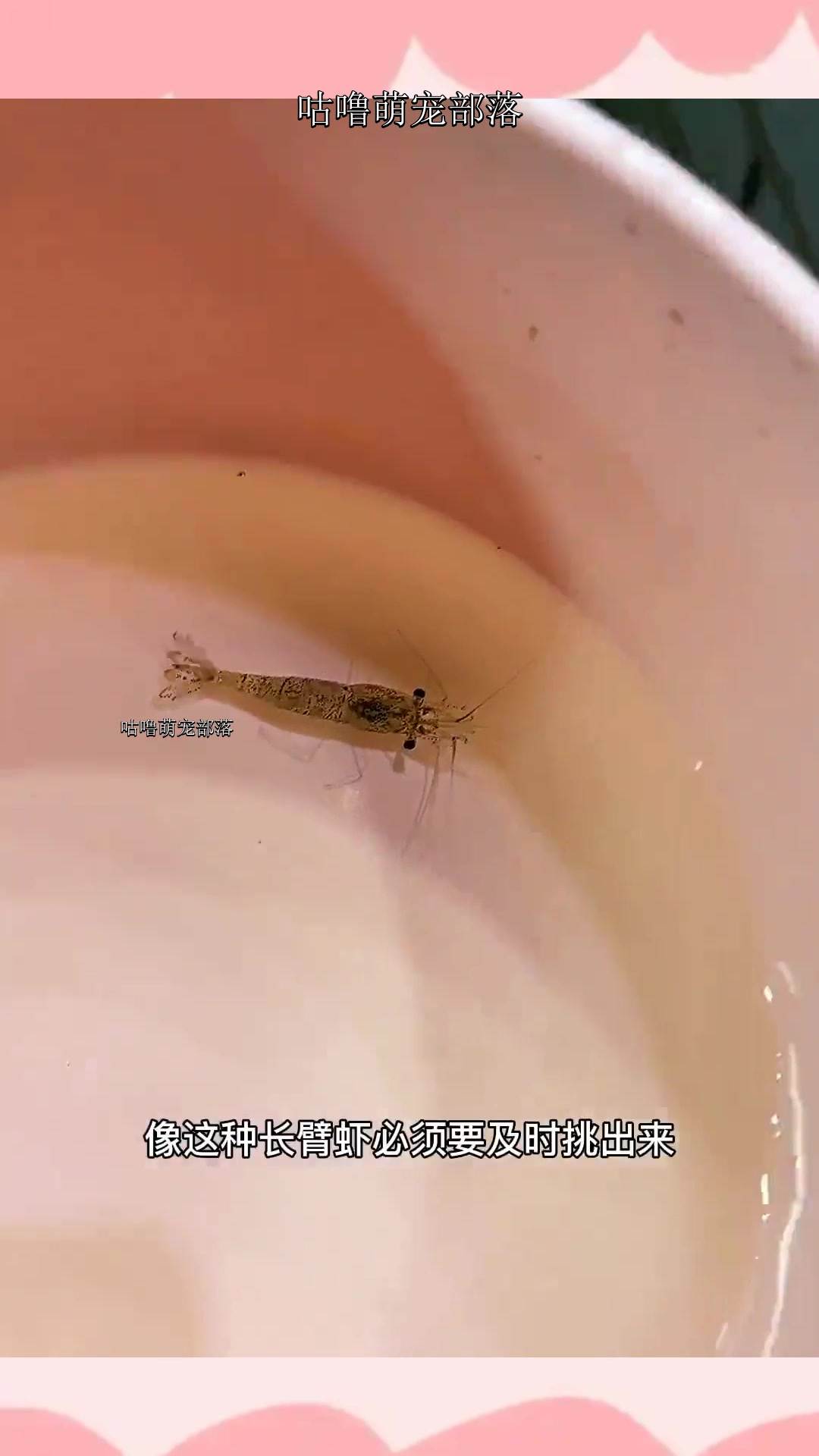 其实我觉得长臂虾真的非常好看,等将来有条件了,一定要好好养一