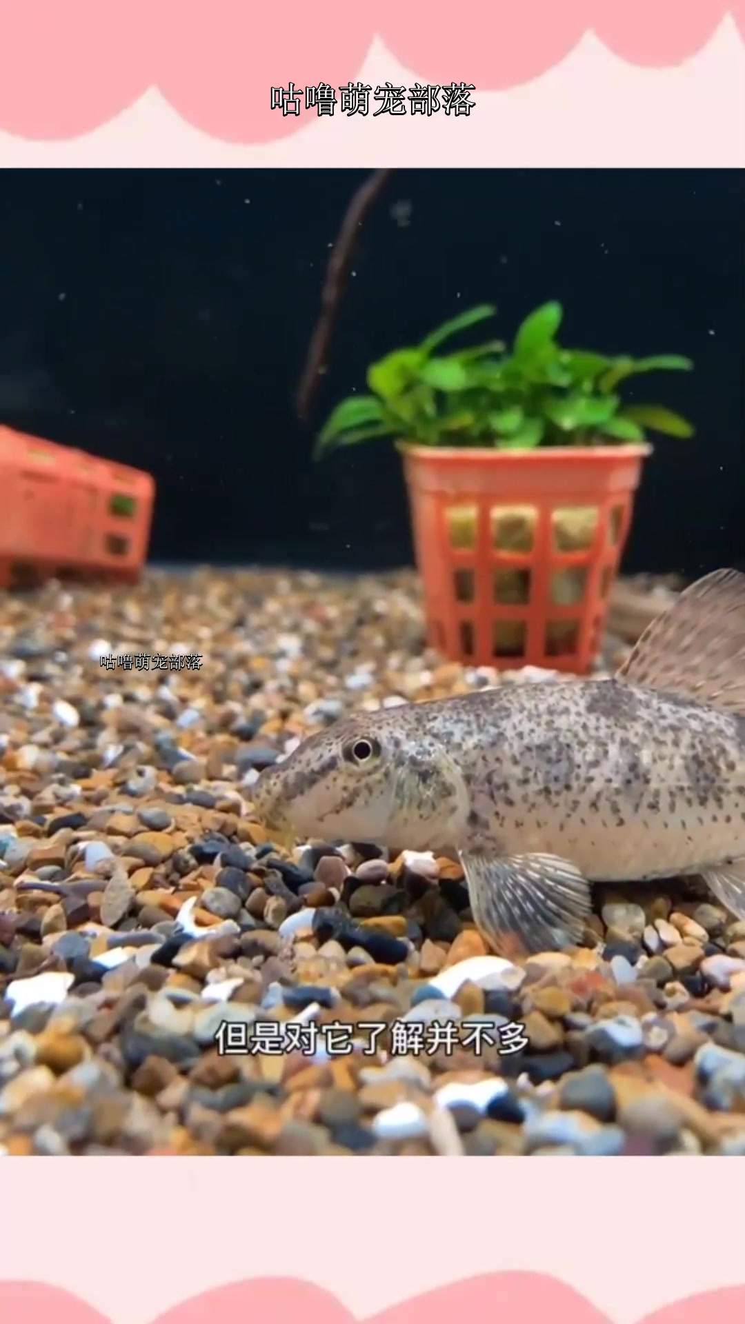 你们那管这种鱼叫什么名字?棒花鱼?