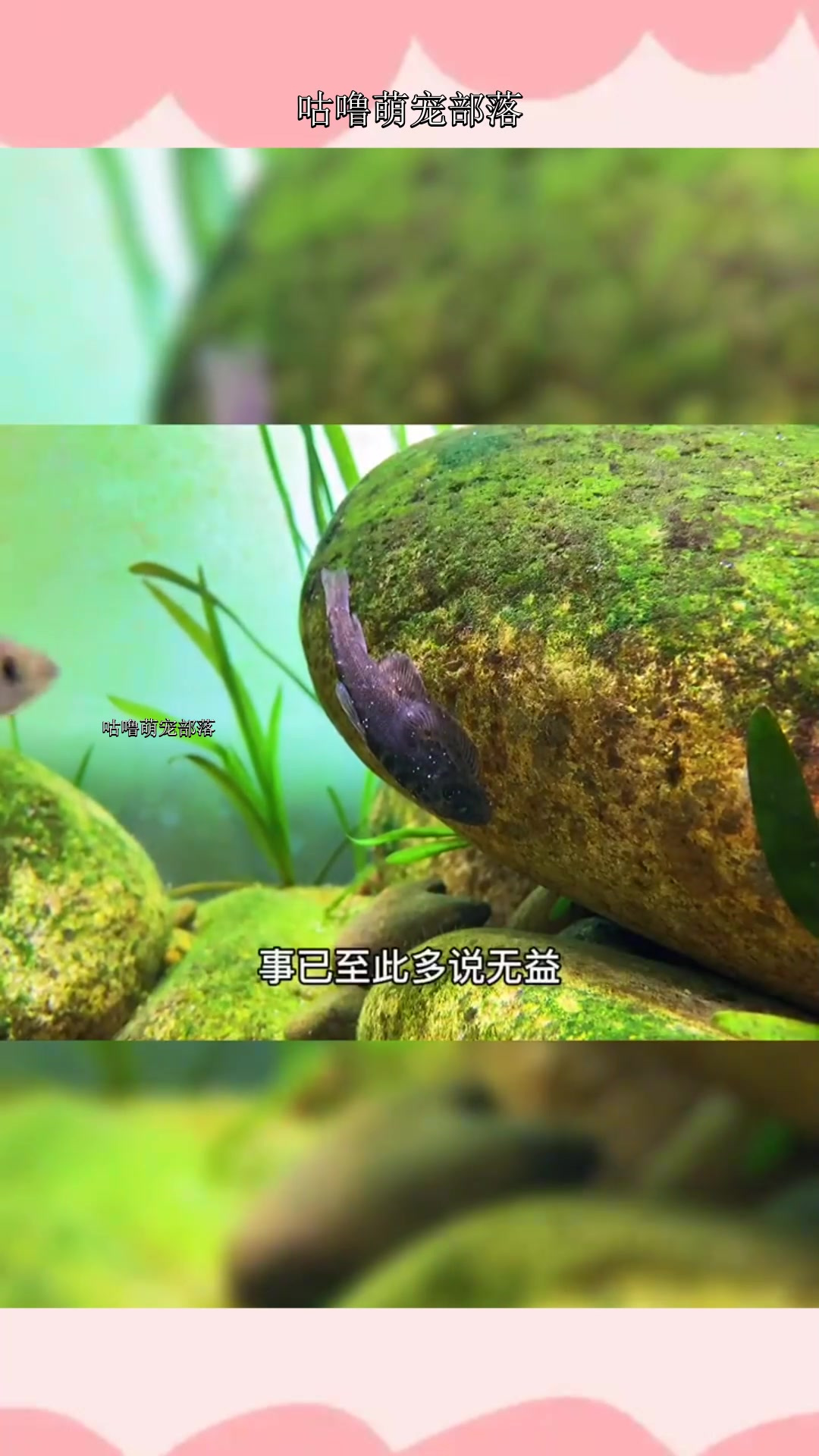 白点病是一种由小瓜虫引起的体外寄生虫疾病,常见且好治。没遇到