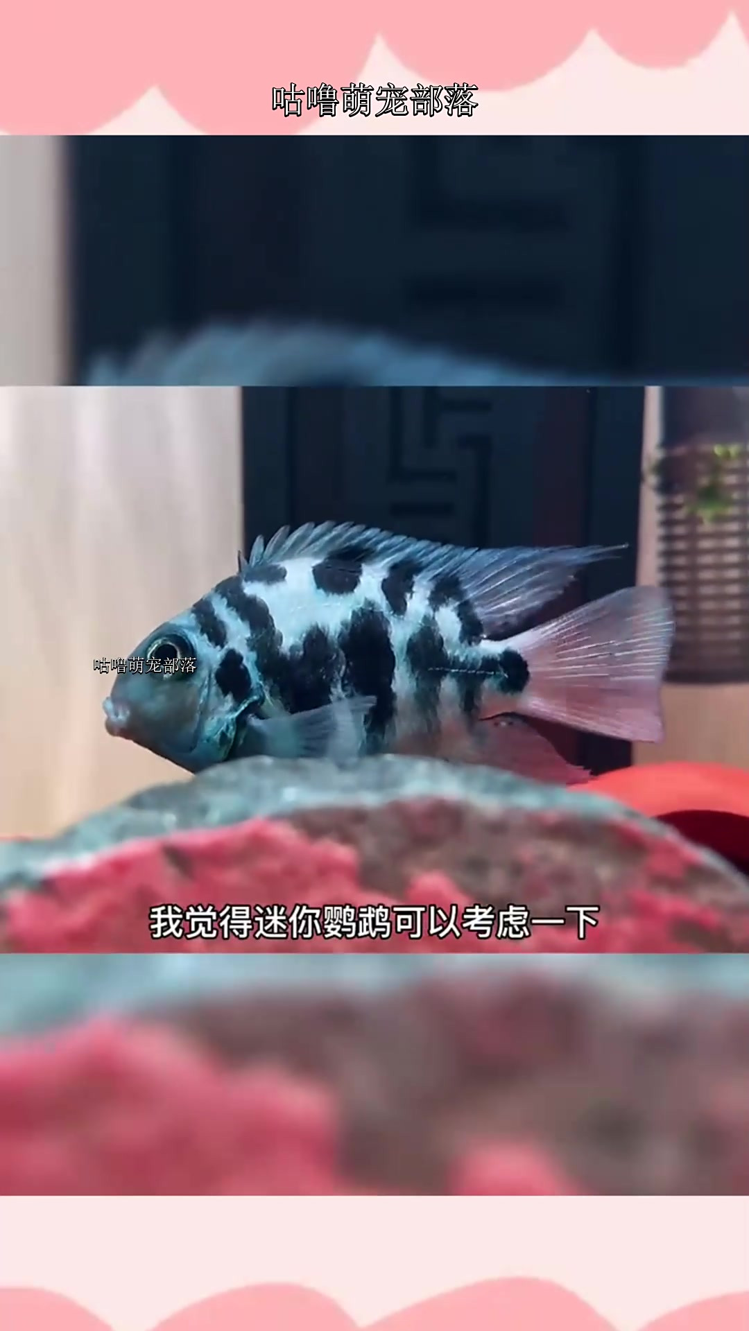 迷你鹦鹉鱼和鹦鹉鱼不一样,虽然都是杂交出来的,但是这货的繁殖