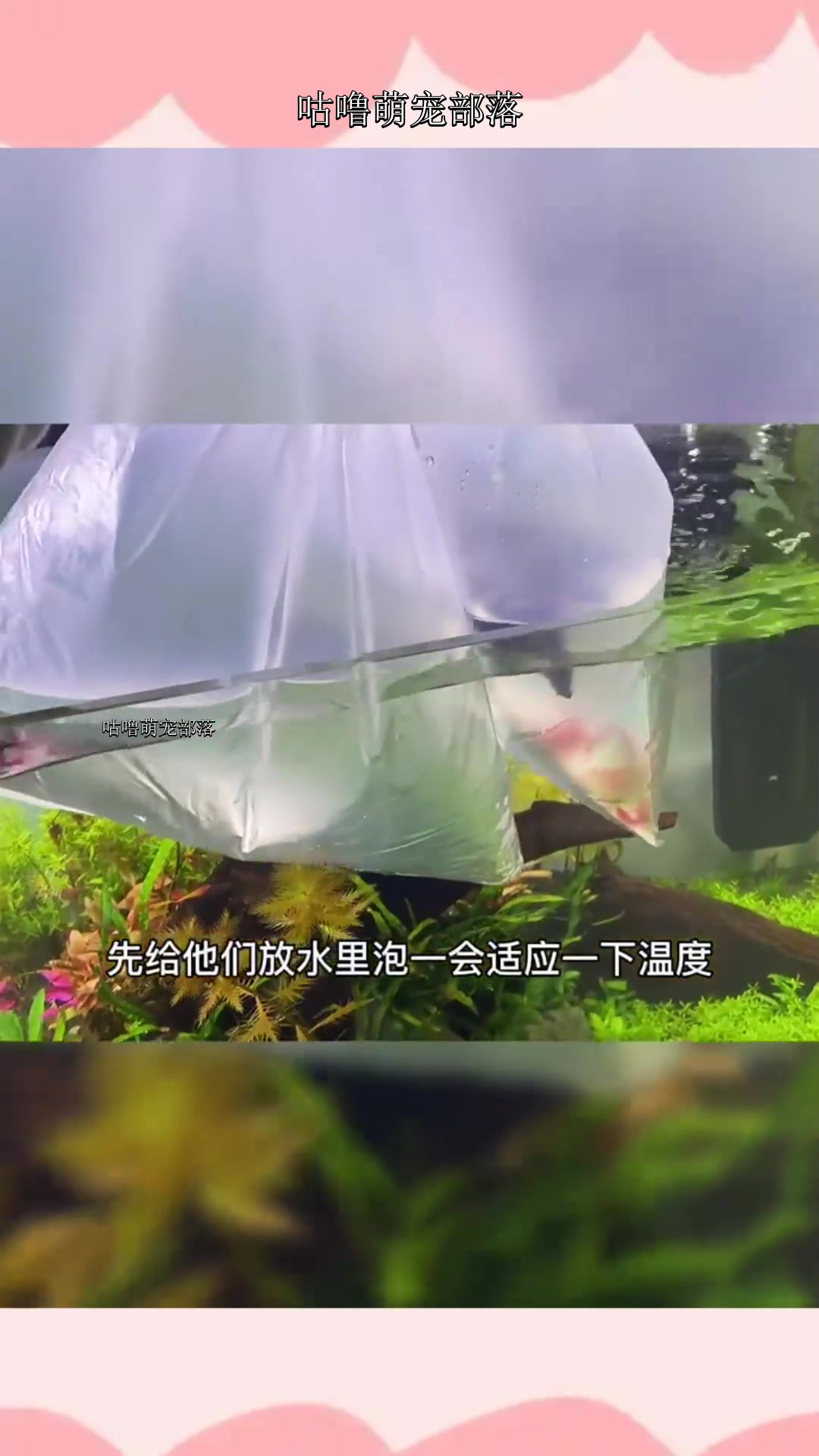 感觉买的有点少了,30条鱼放进去都不显。稳定了之后再搭配点别