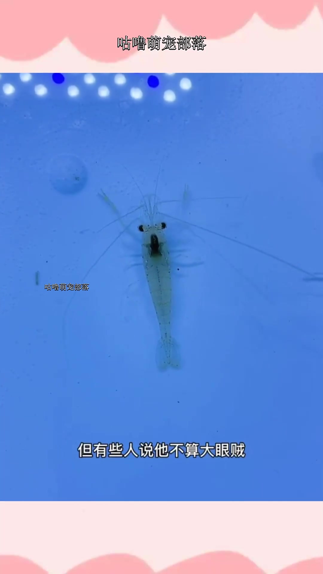 大眼贼,黑壳虾,小龙虾,秀丽白虾
